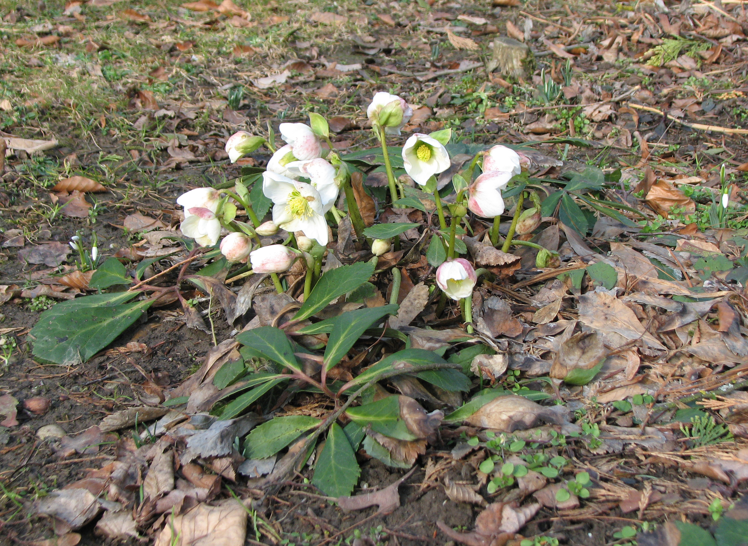 Christrose