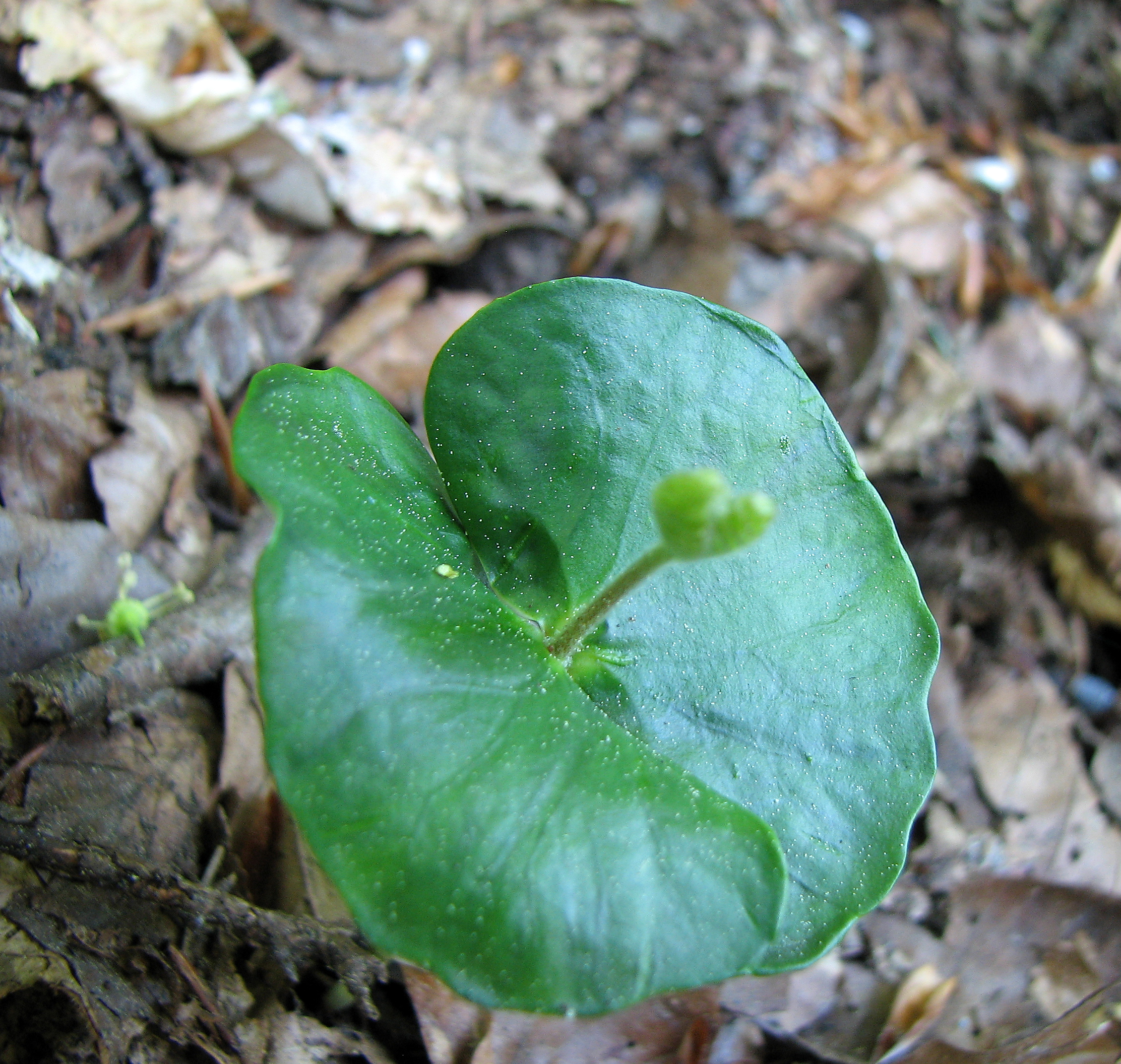 Rotbuche