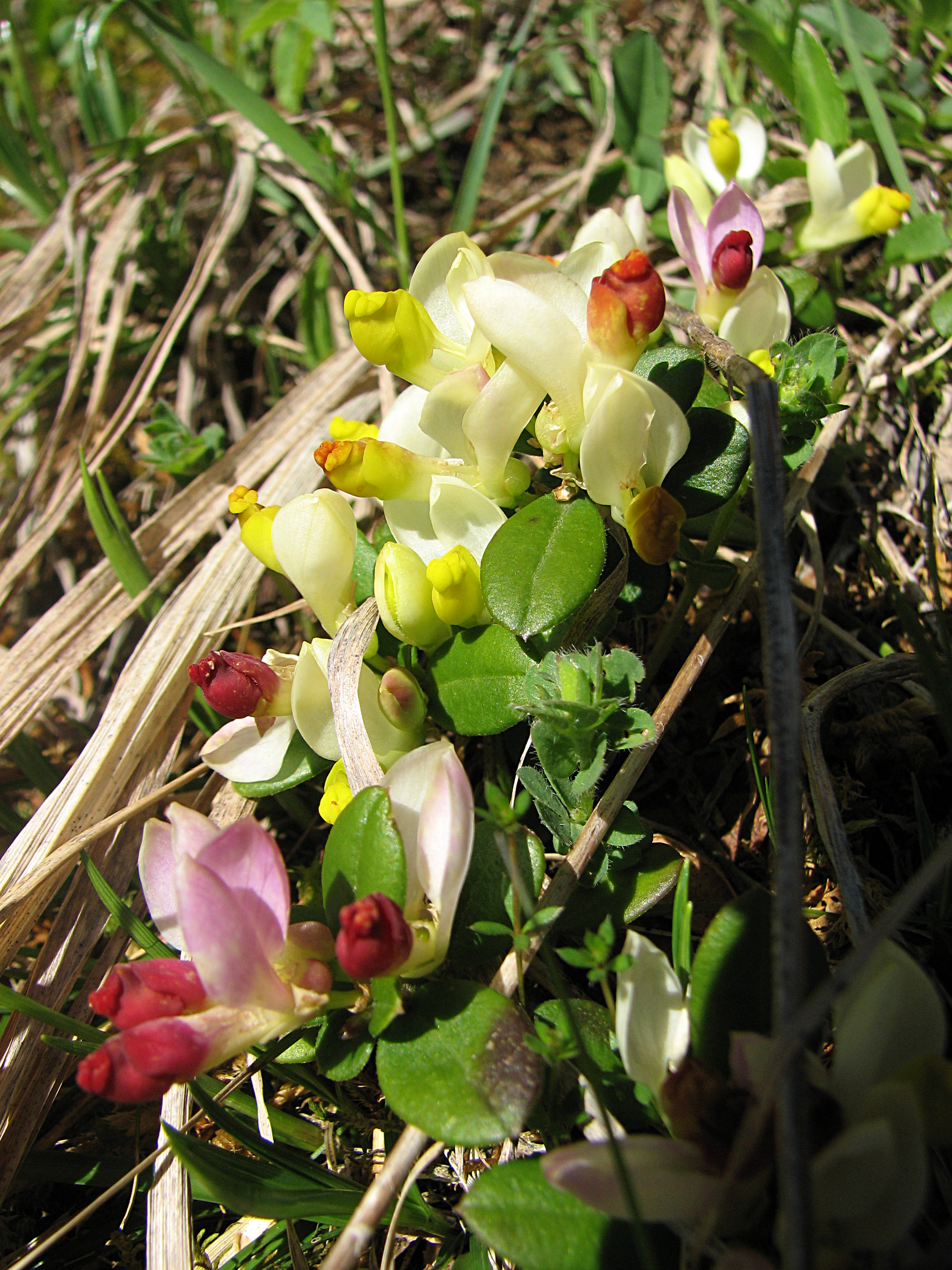 Buchsblättriges Kreuzblümchen