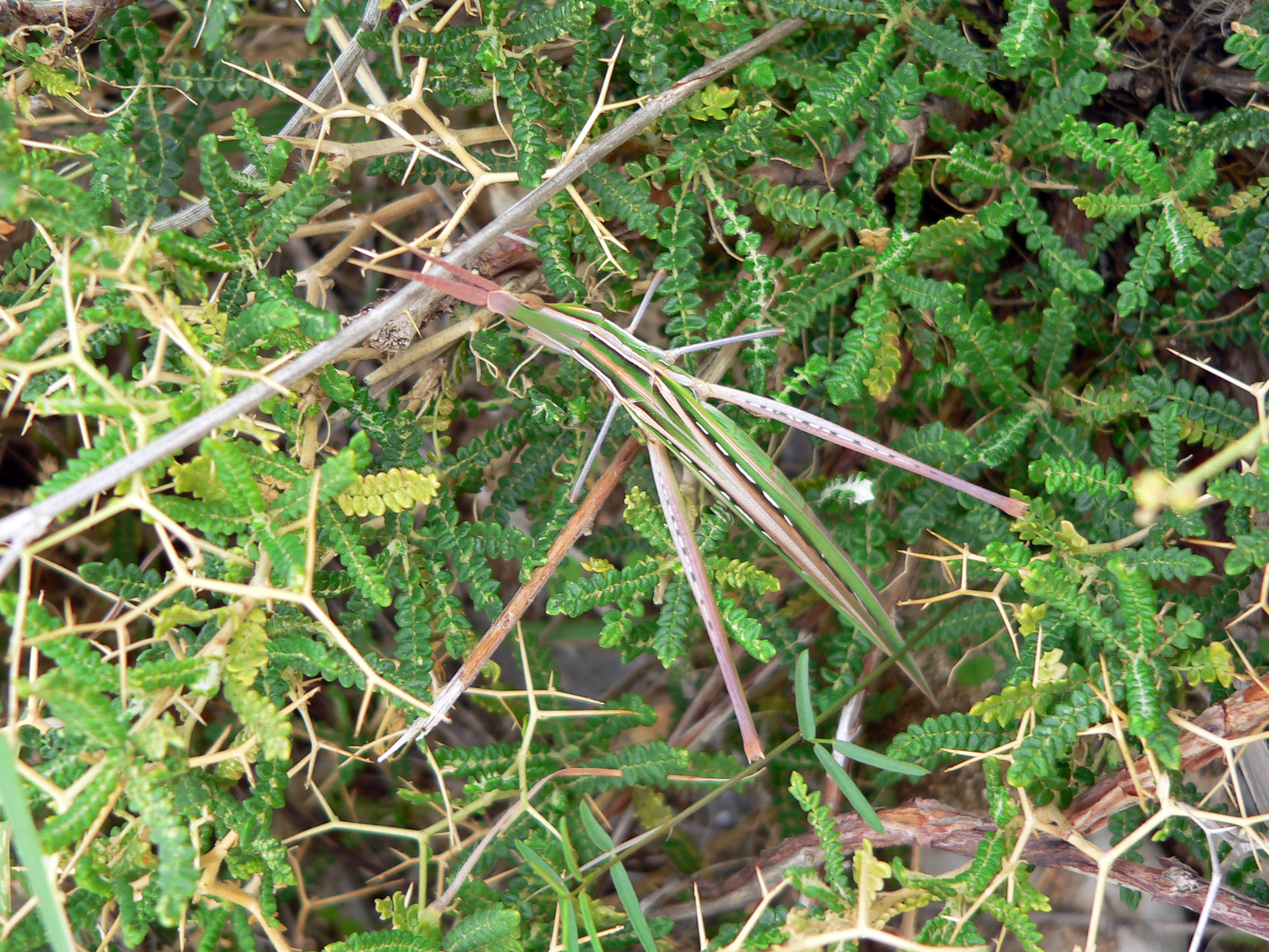 Dornige Bibernelle