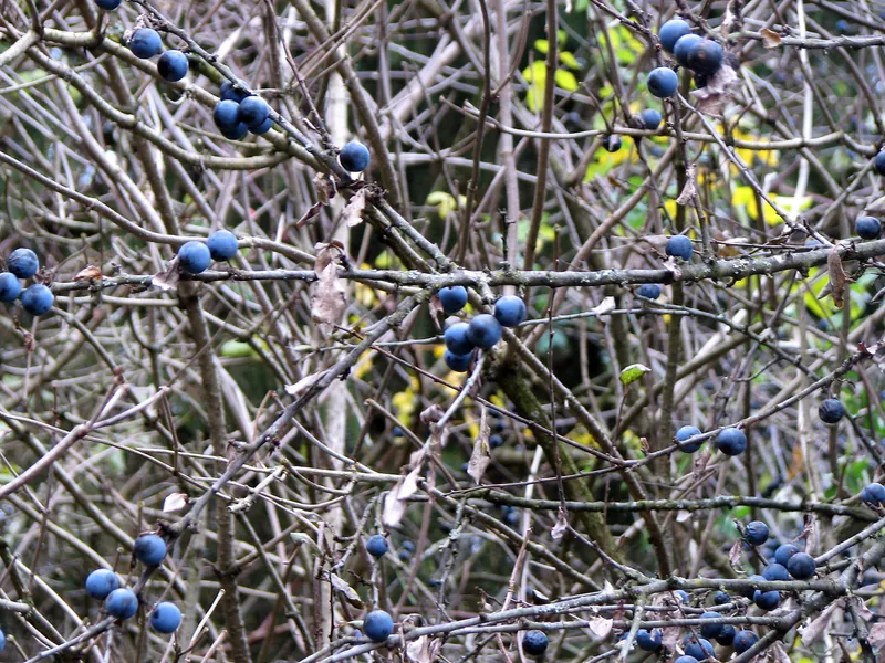 Kelten und Germanen waren dem Grün nicht abgeneigt