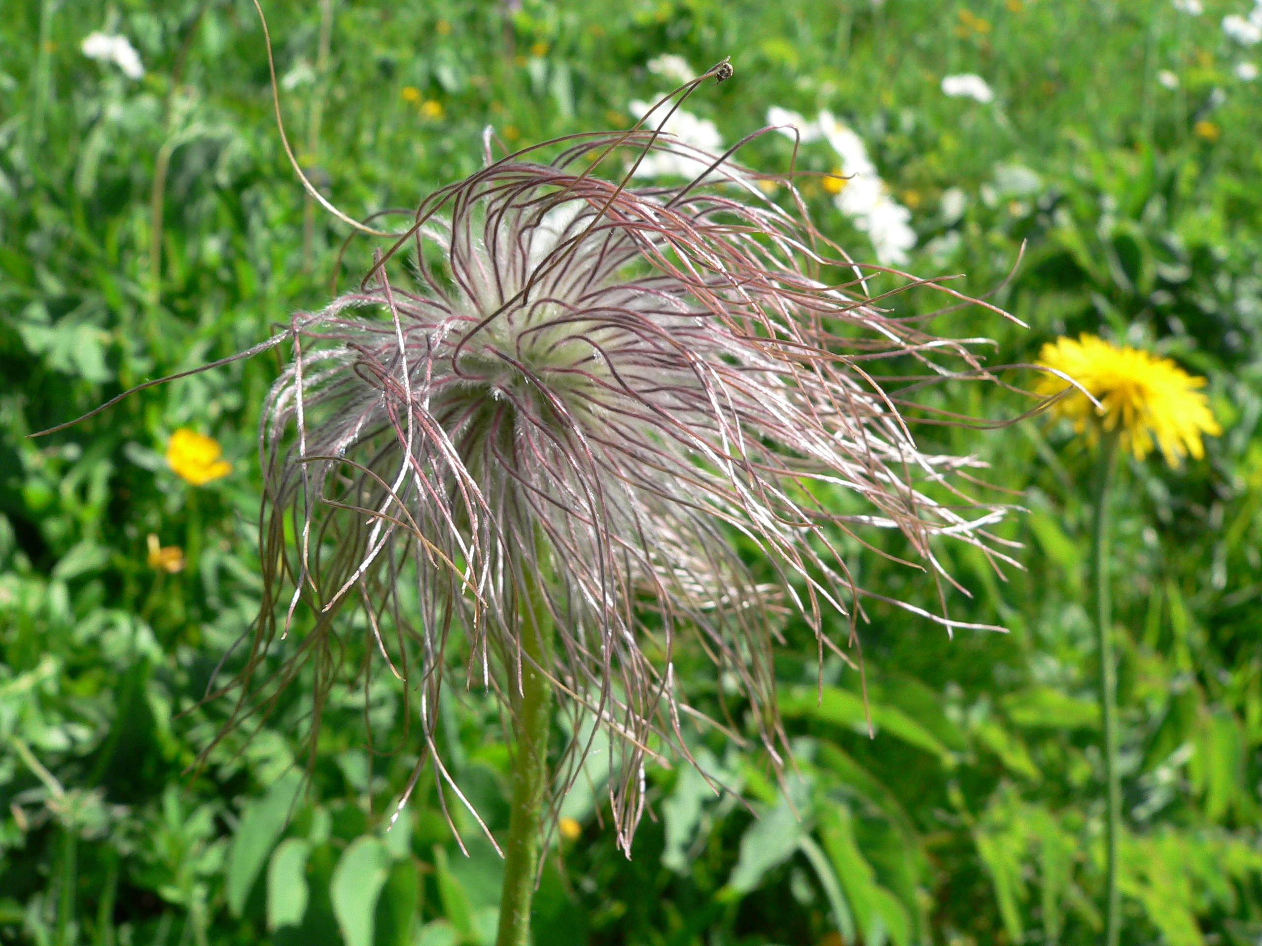 Alpenanemone