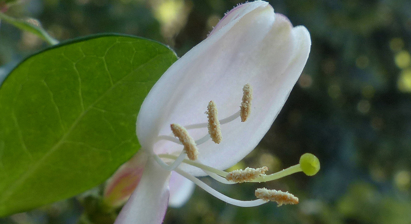Waldgeißblatt