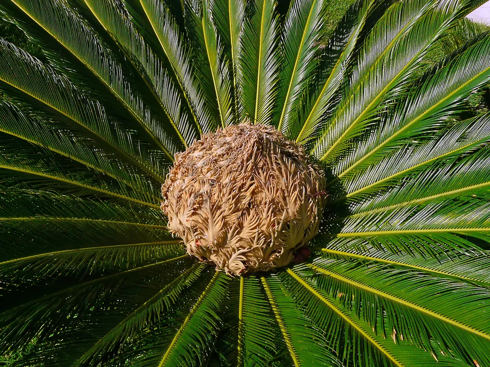 Palmfarn