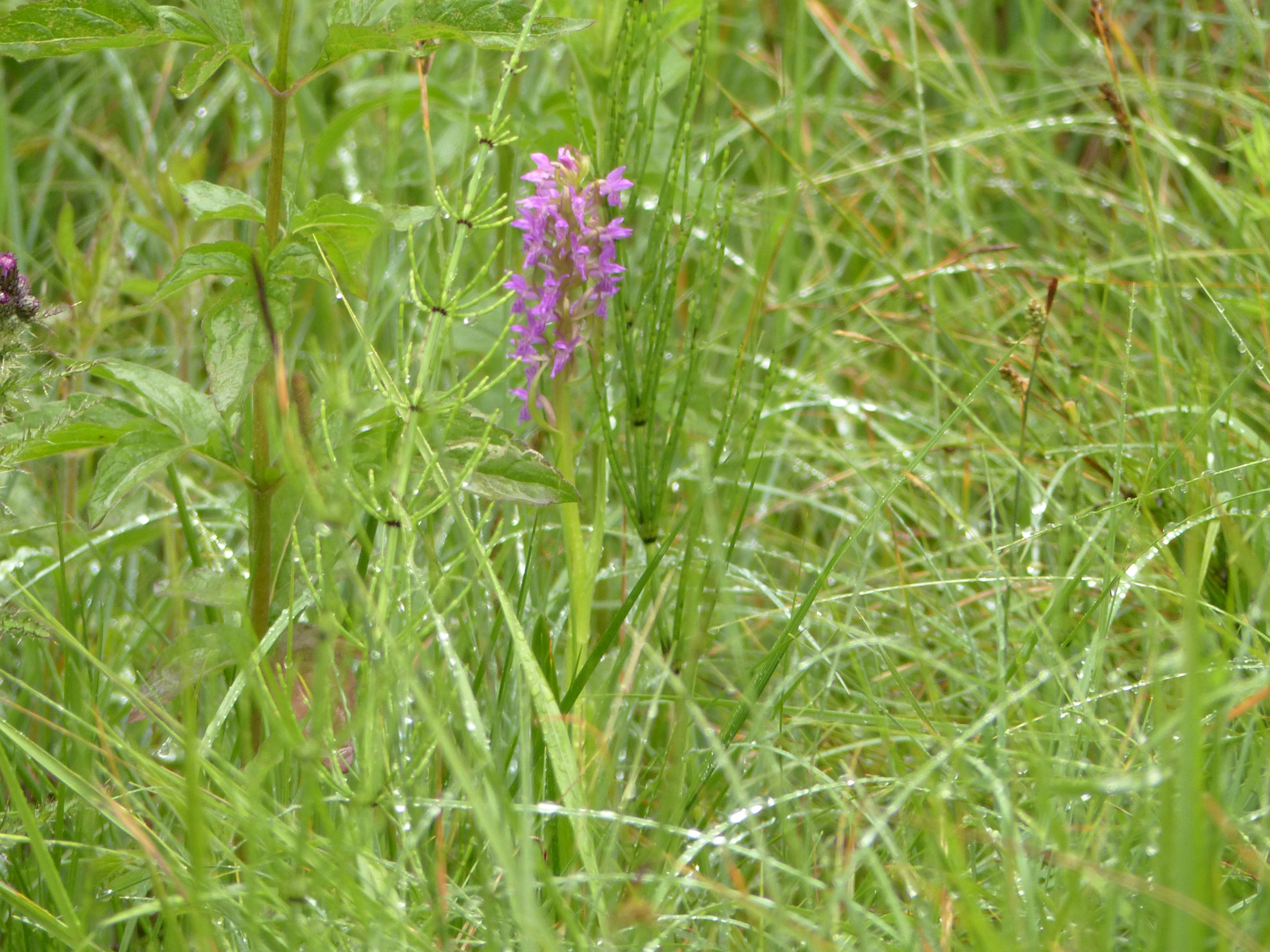 Fleischfarbene Fingerwurz