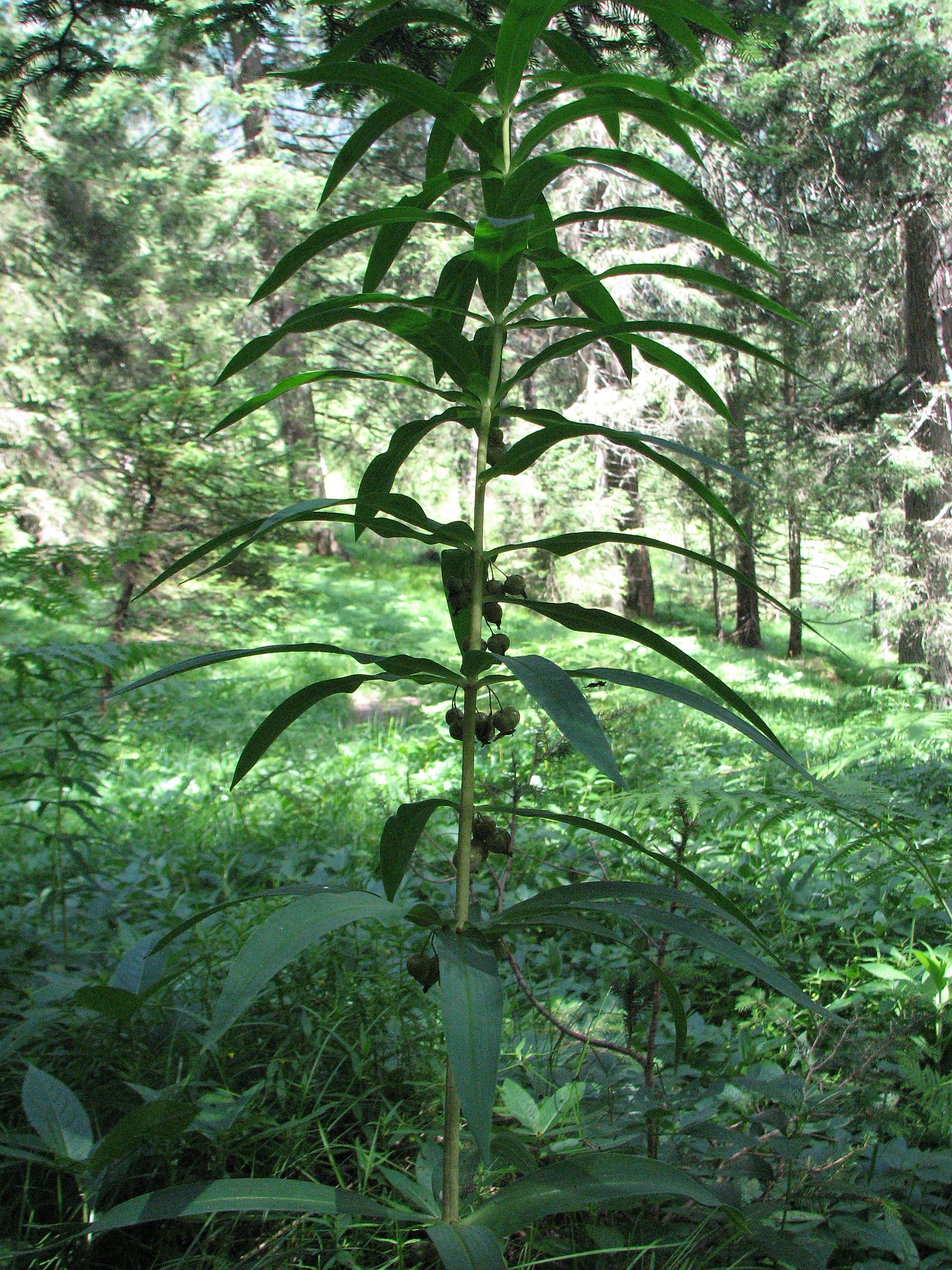 Quirlblättrige Weißwurz