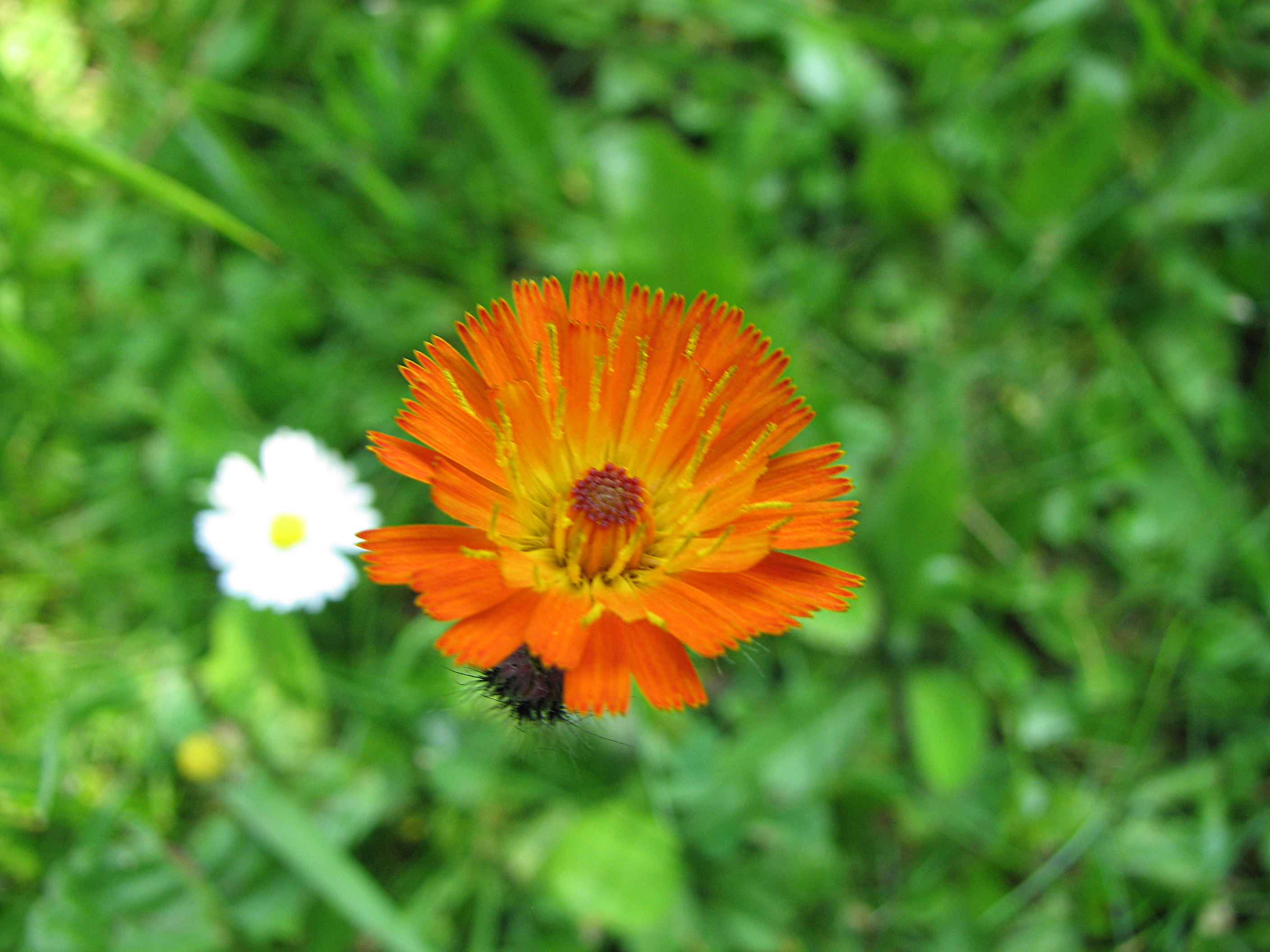 Orangerotes Habichtskraut