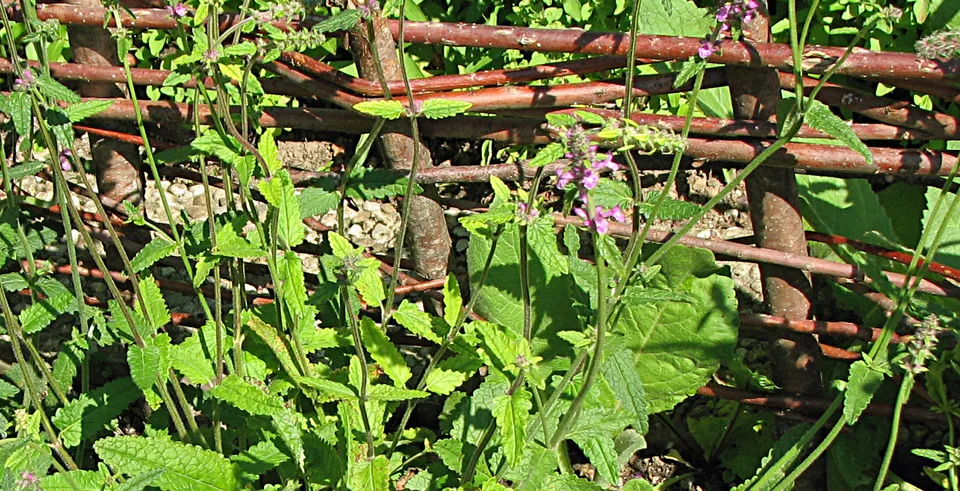 Weidenzäune  selber machen