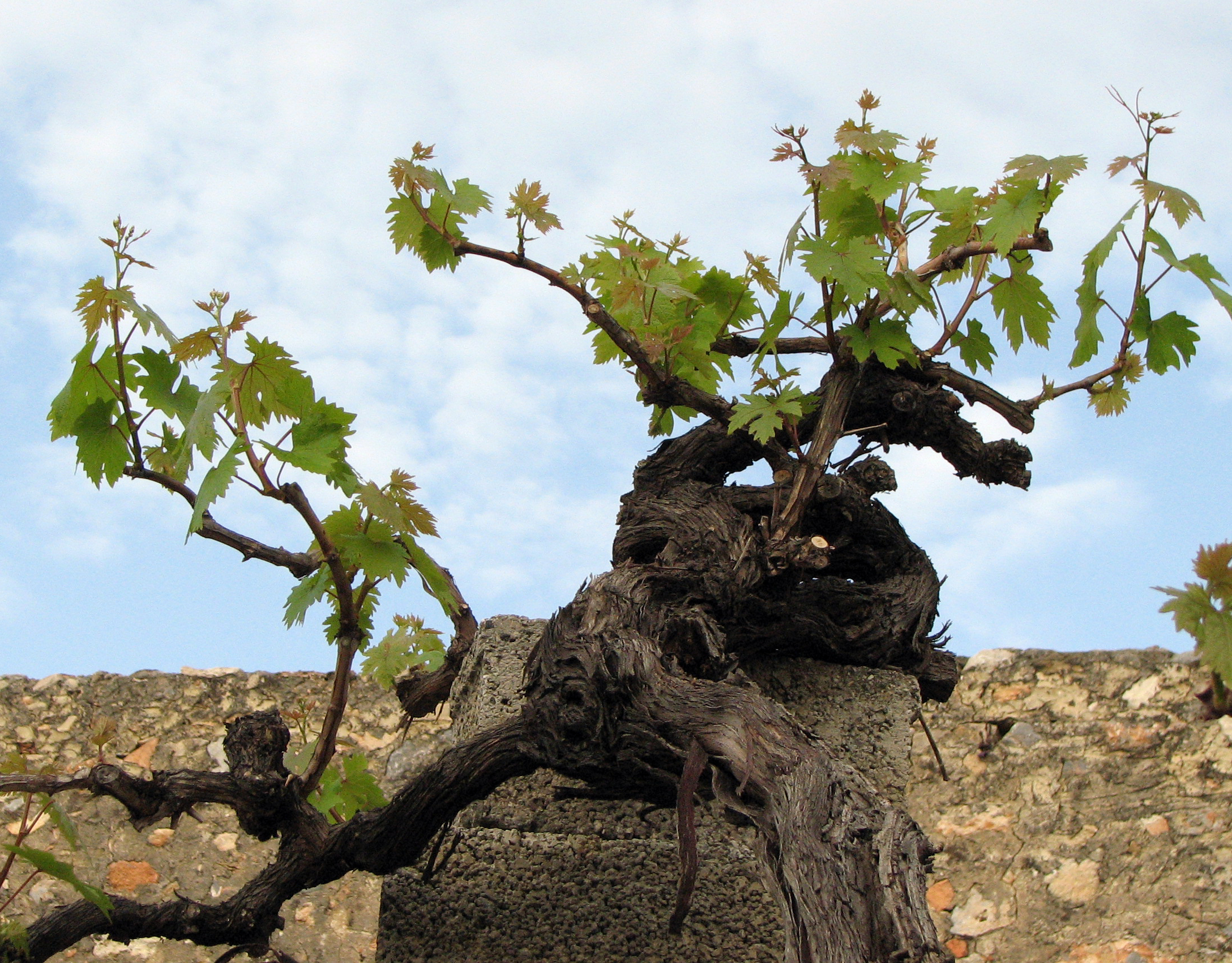Weinrebe