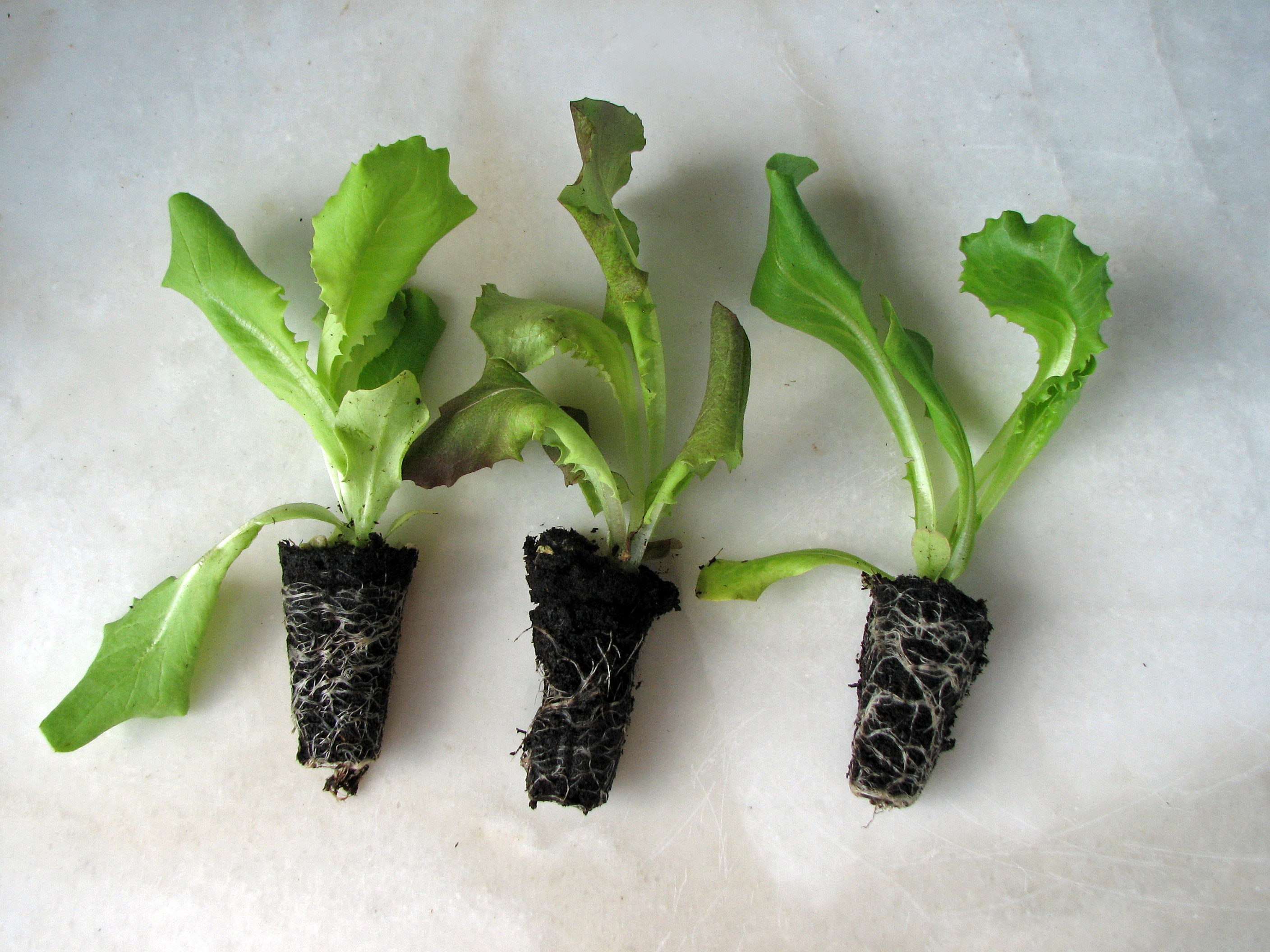 Kopfsalat
