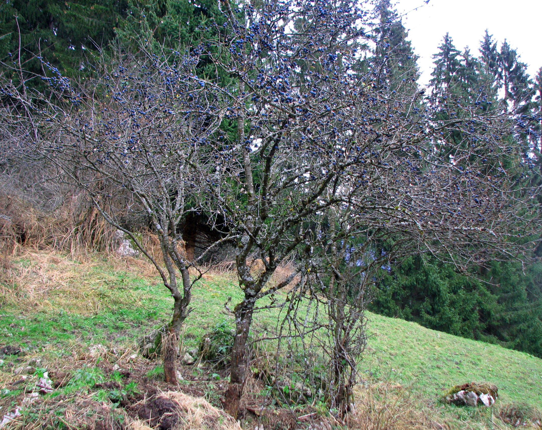 Schlehdorn