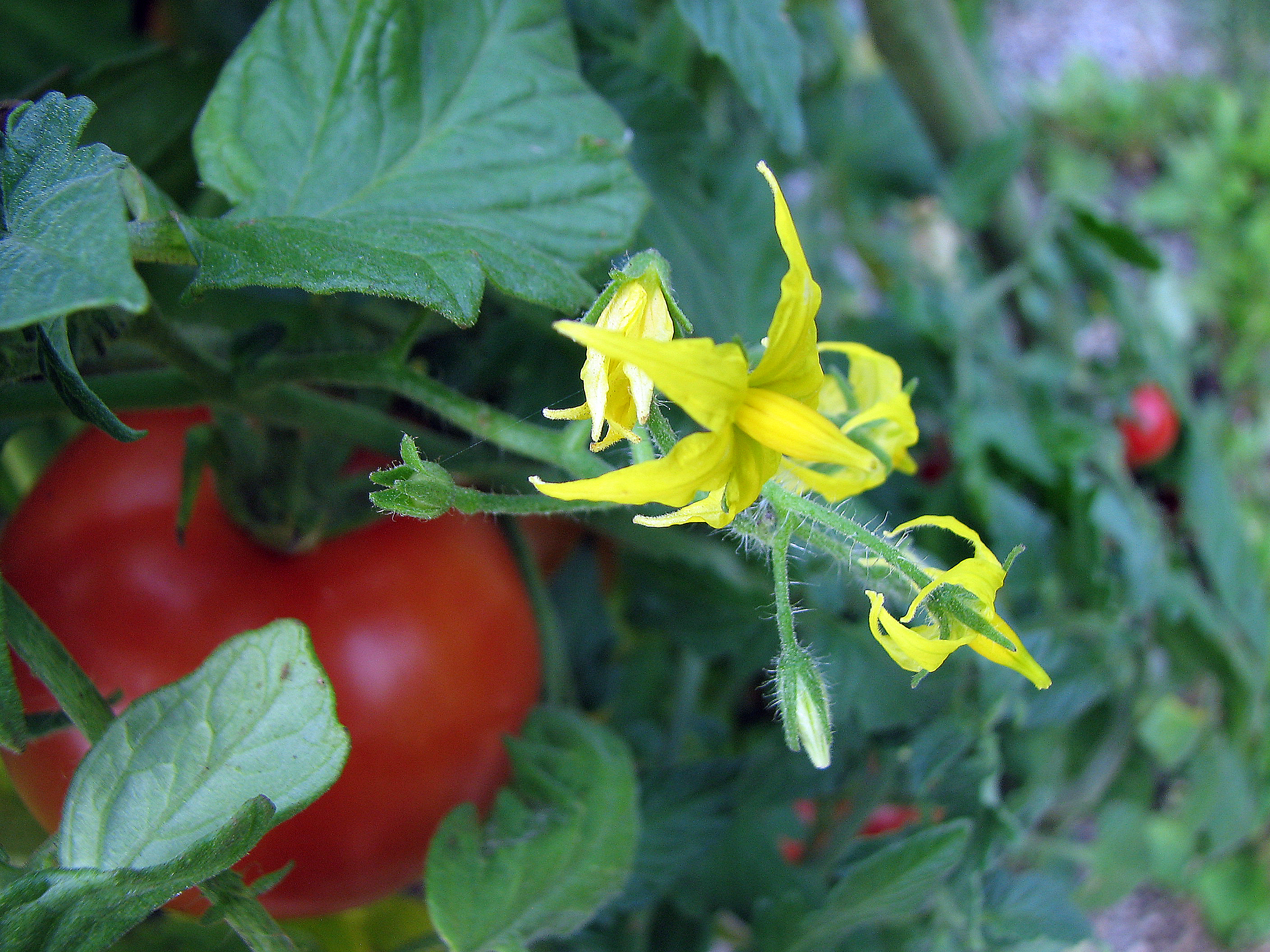 Tomate