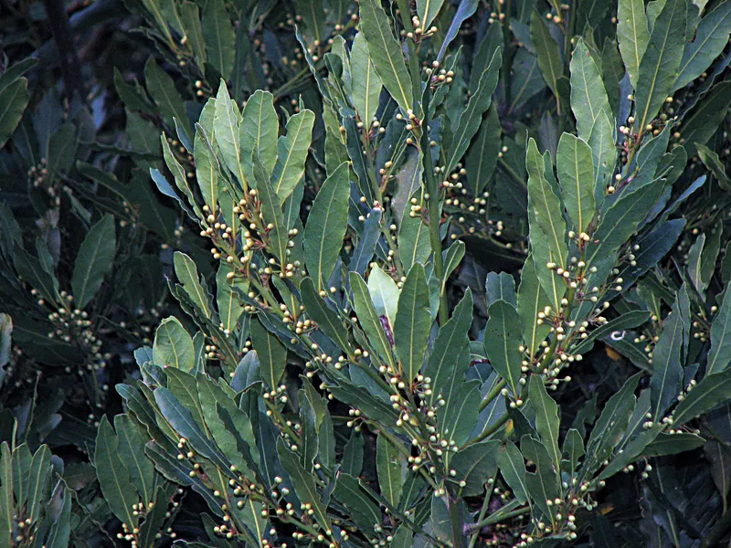 Weitere Anwendungen ätherischer Öle