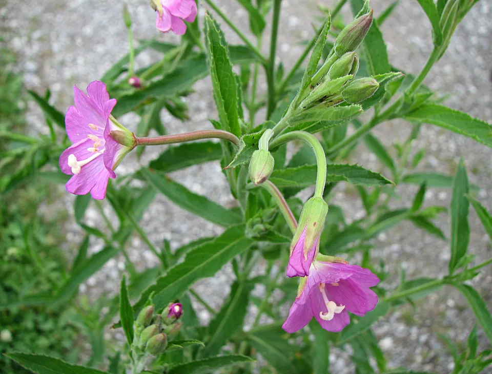 Zottiges Weidenröschen