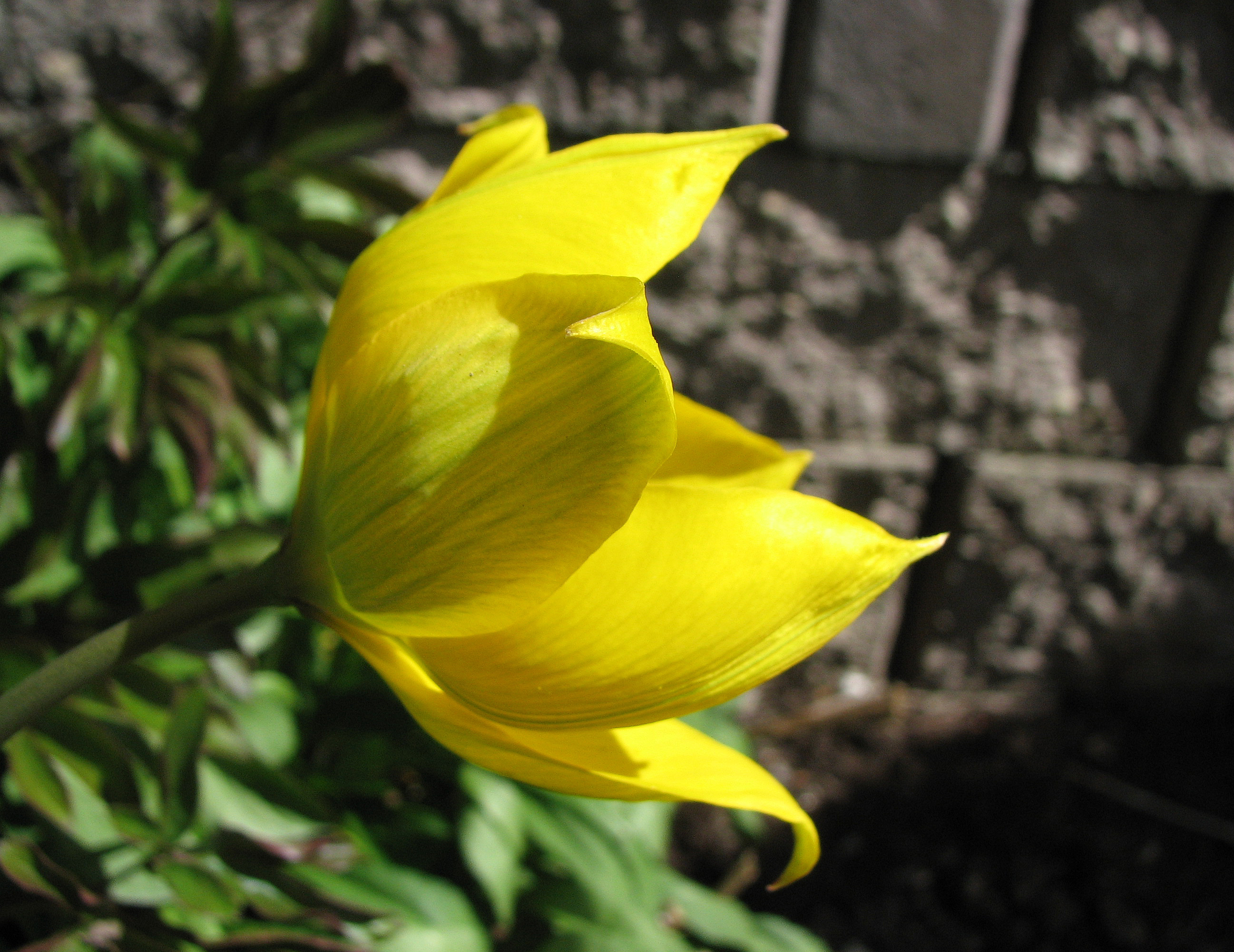 Weinbergtulpe