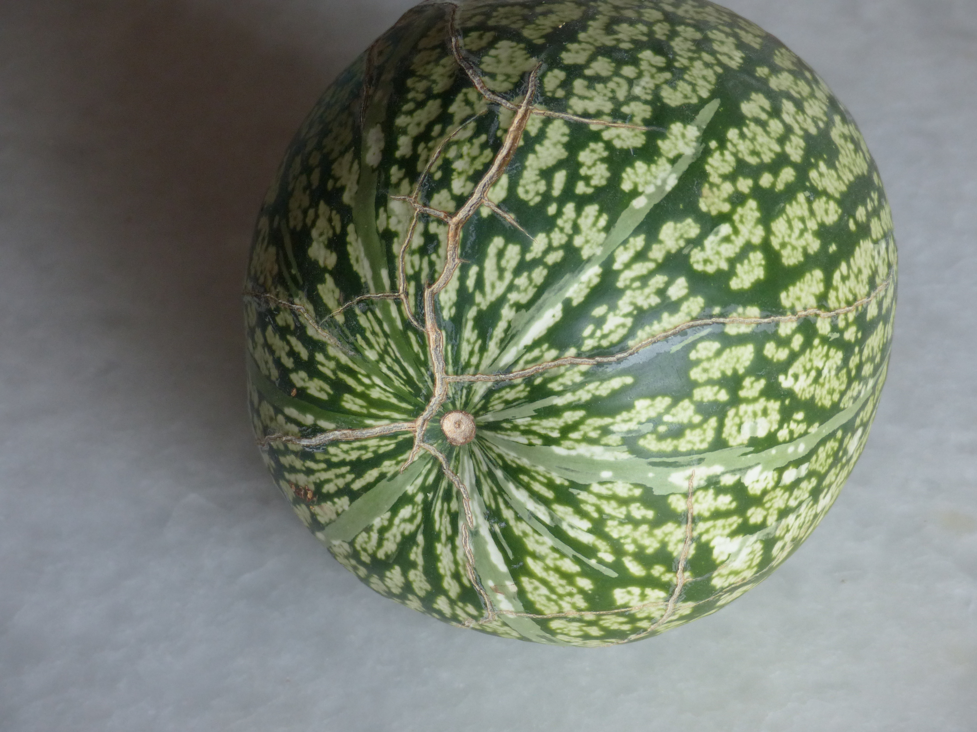 Feigenblattkürbis