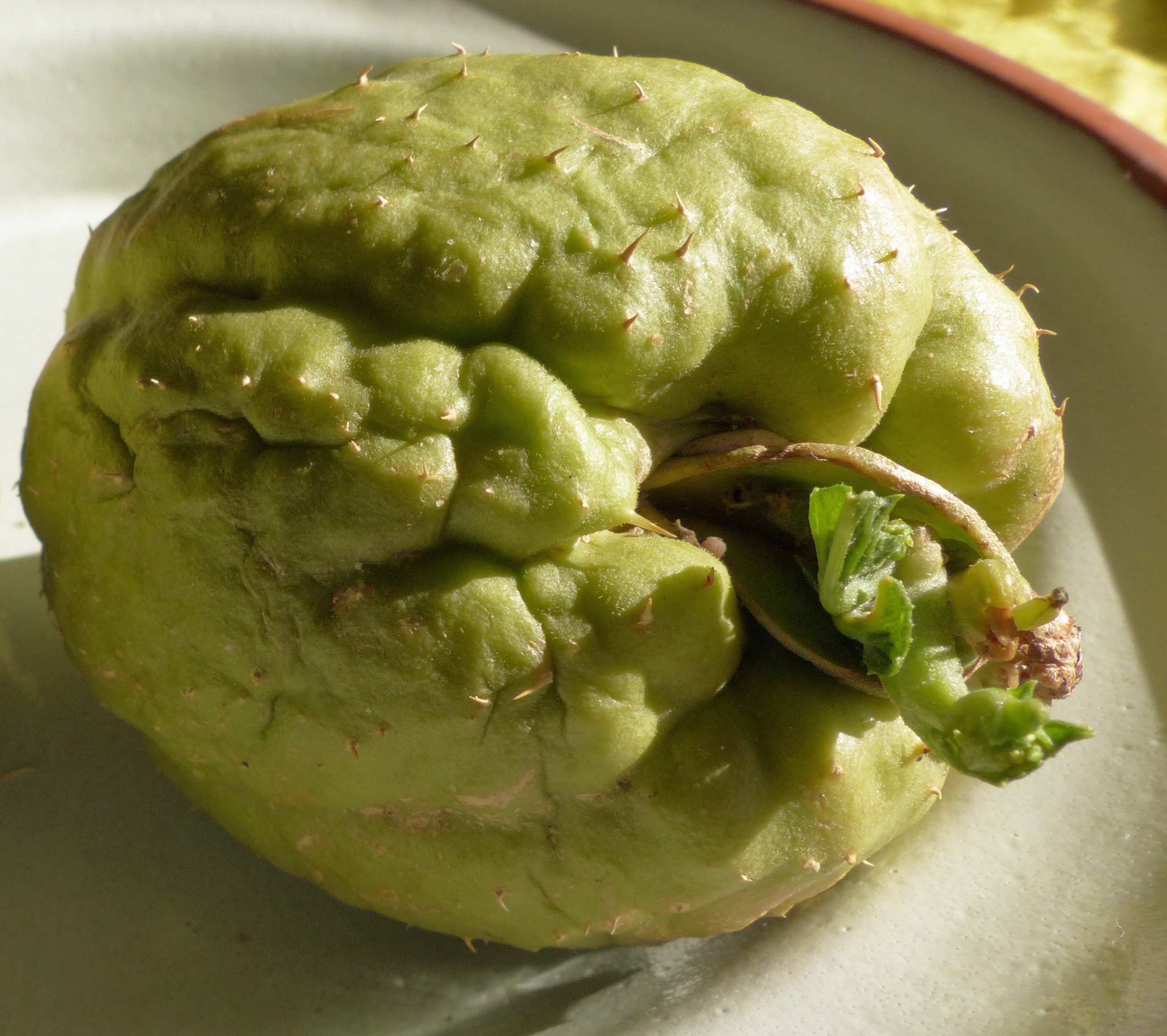 Chayote
