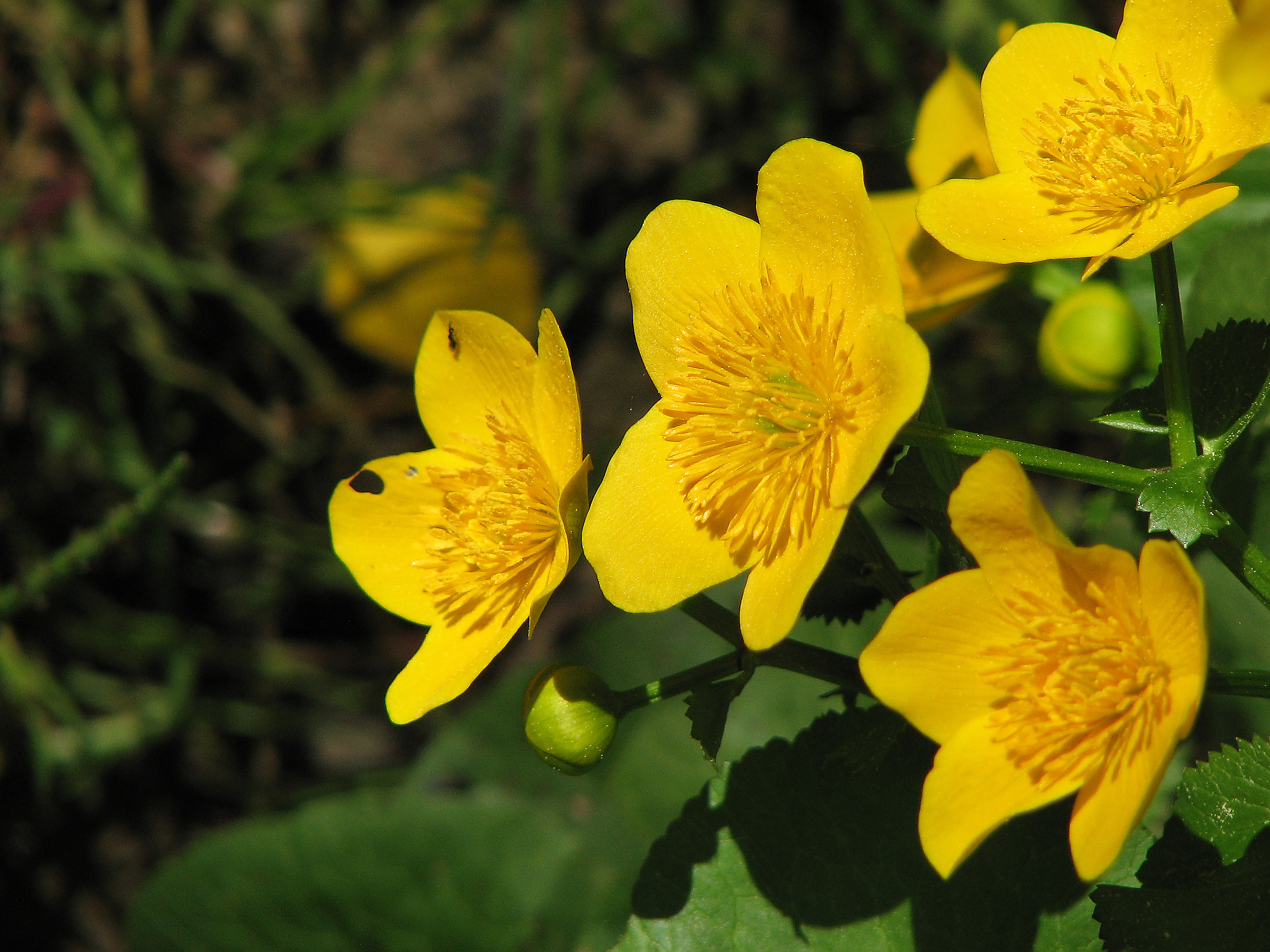 Sumpfdotterblume