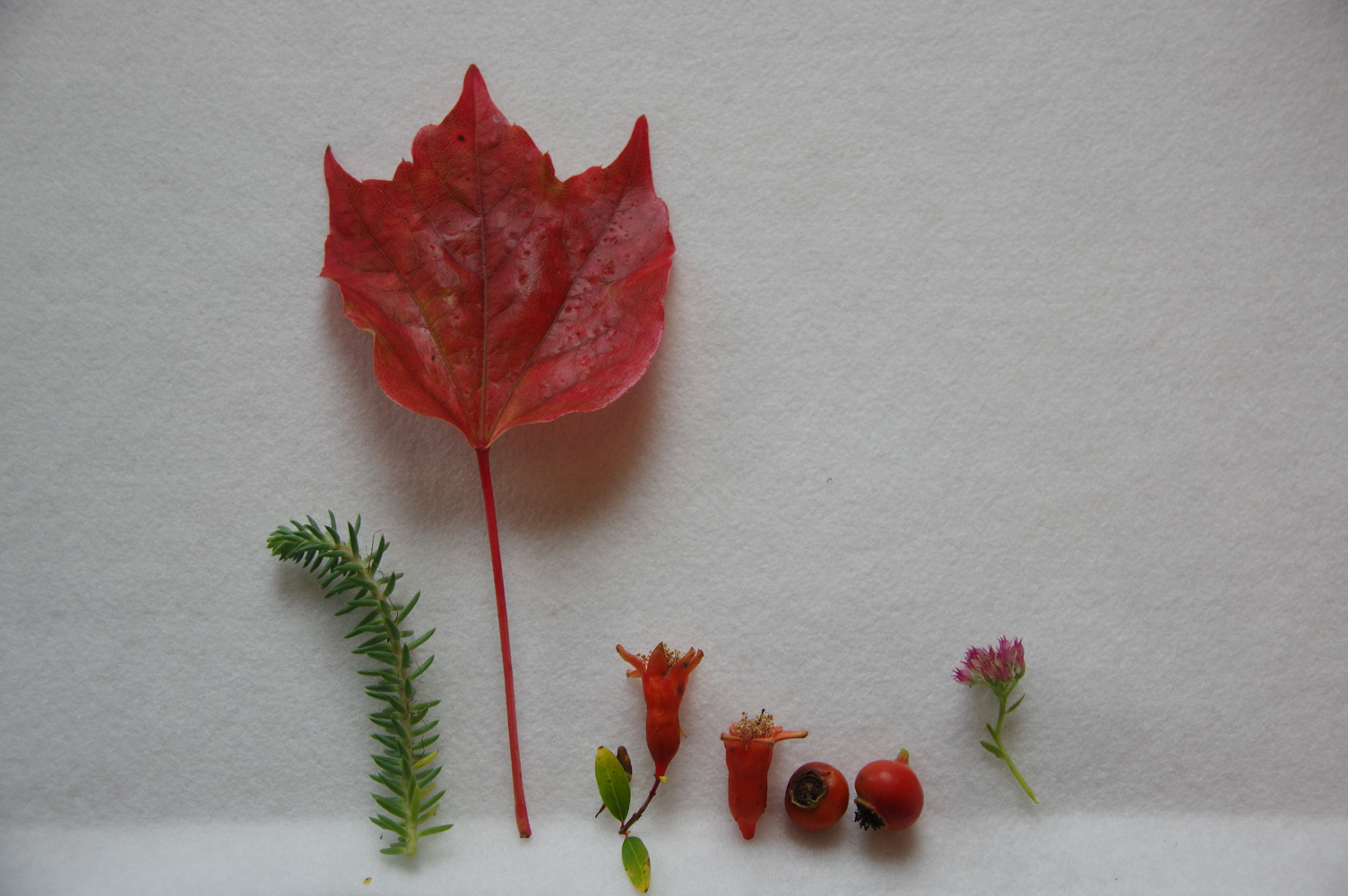 Blättertiere basteln