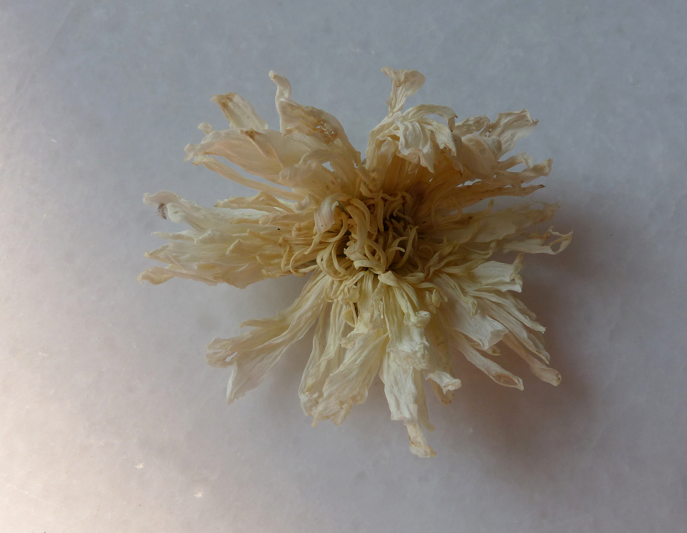 Chinesische Teechrysantheme