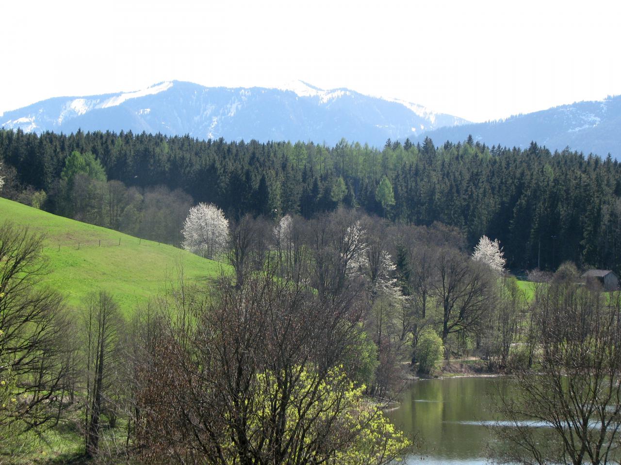 Vogelkirsche