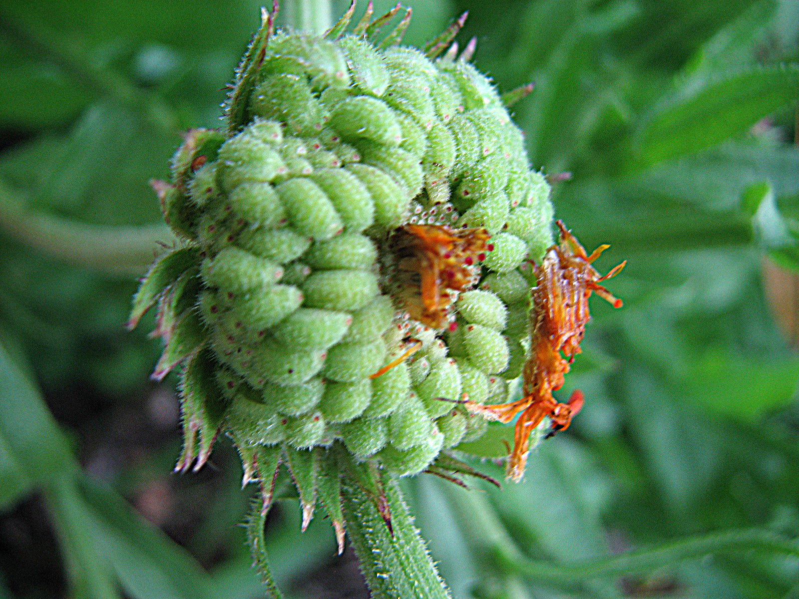 Ringelblume