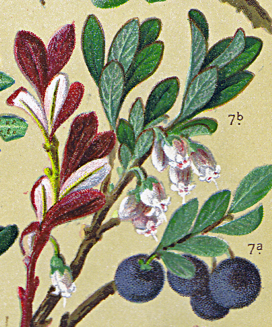 Rauschbeere