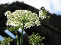 Wiesenbärenklau