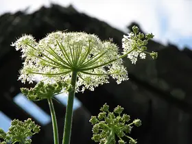 Wiesenbärenklau