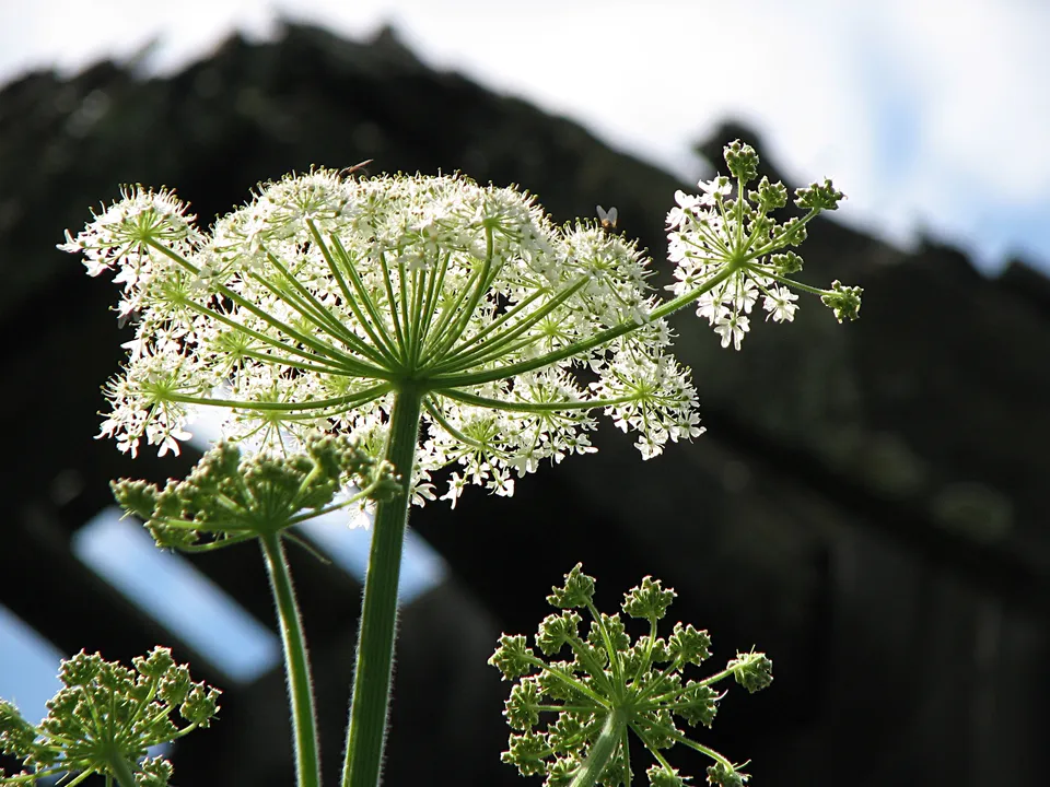 Wiesenbärenklau