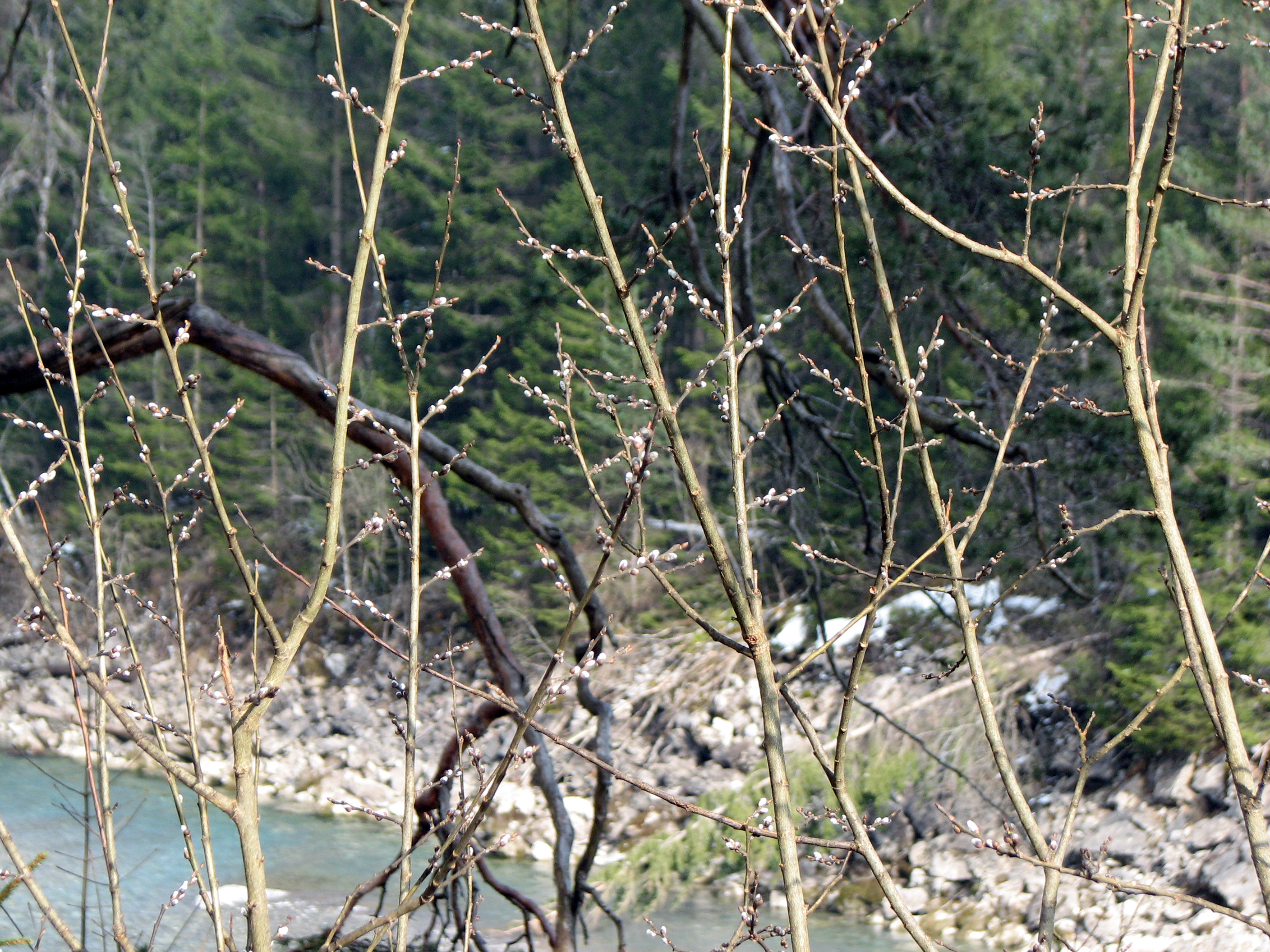 Grauweide
