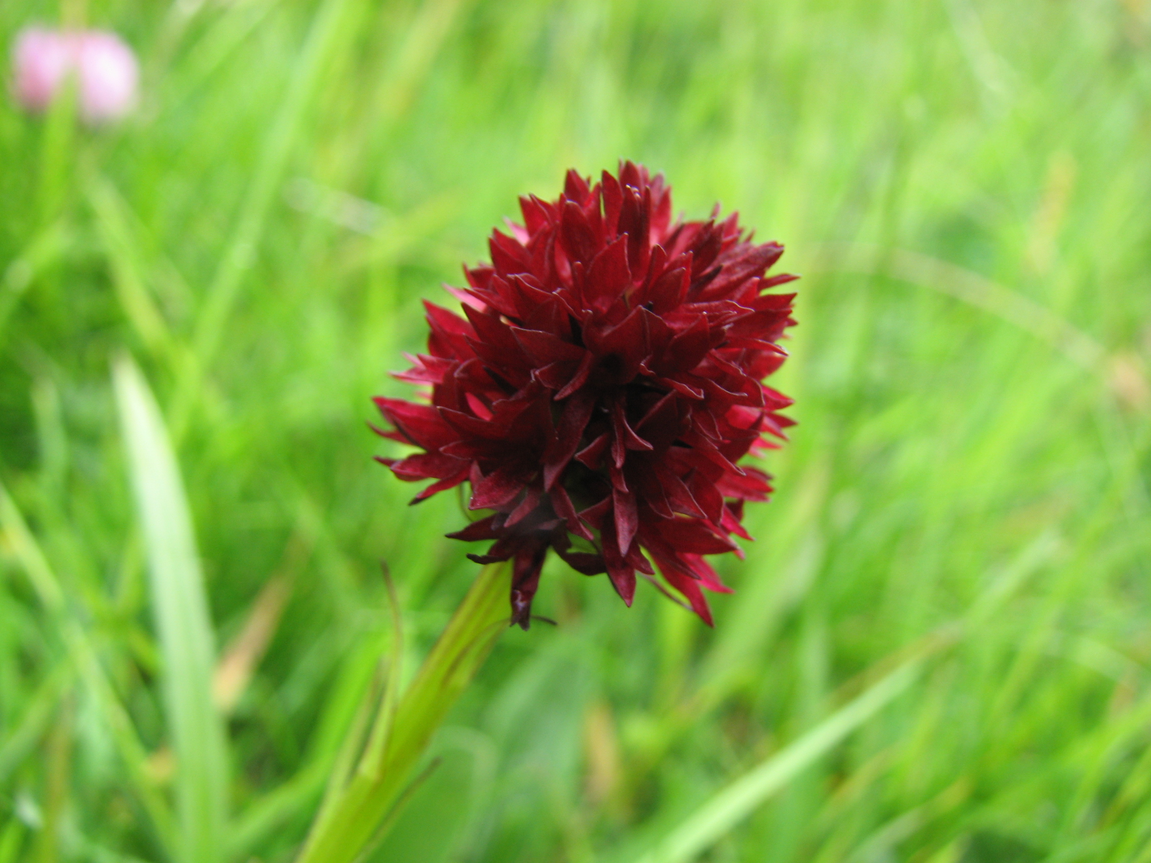 Gewöhnliches Kohlröschen