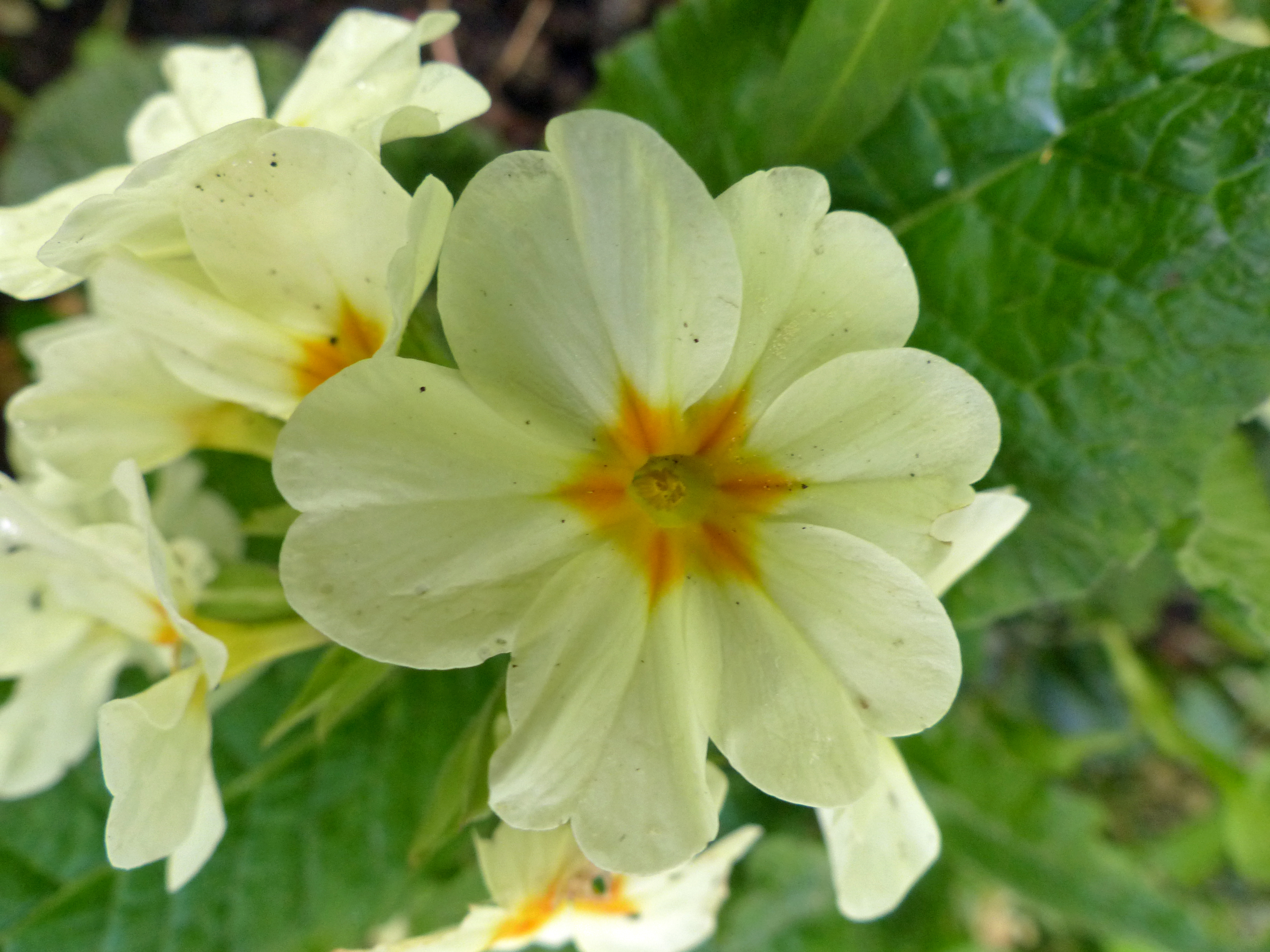 Stängellose Schlüsselblume