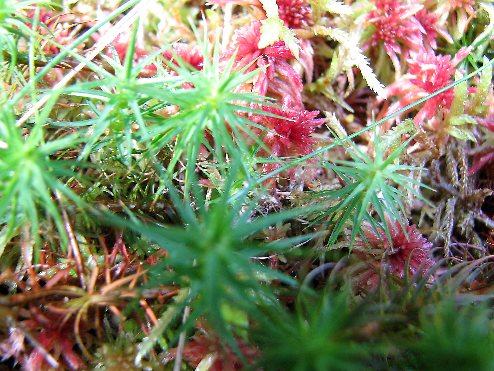 Torfmoos