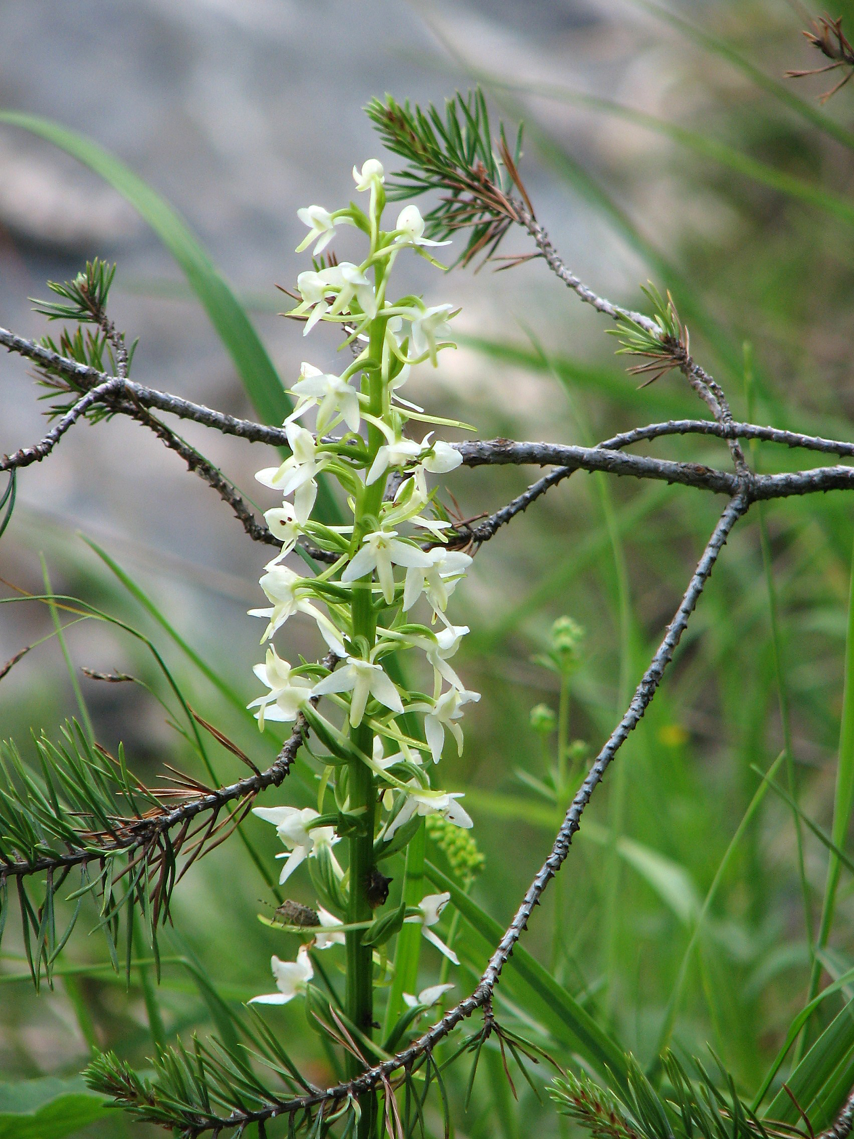 Weiße Waldhyazinthe