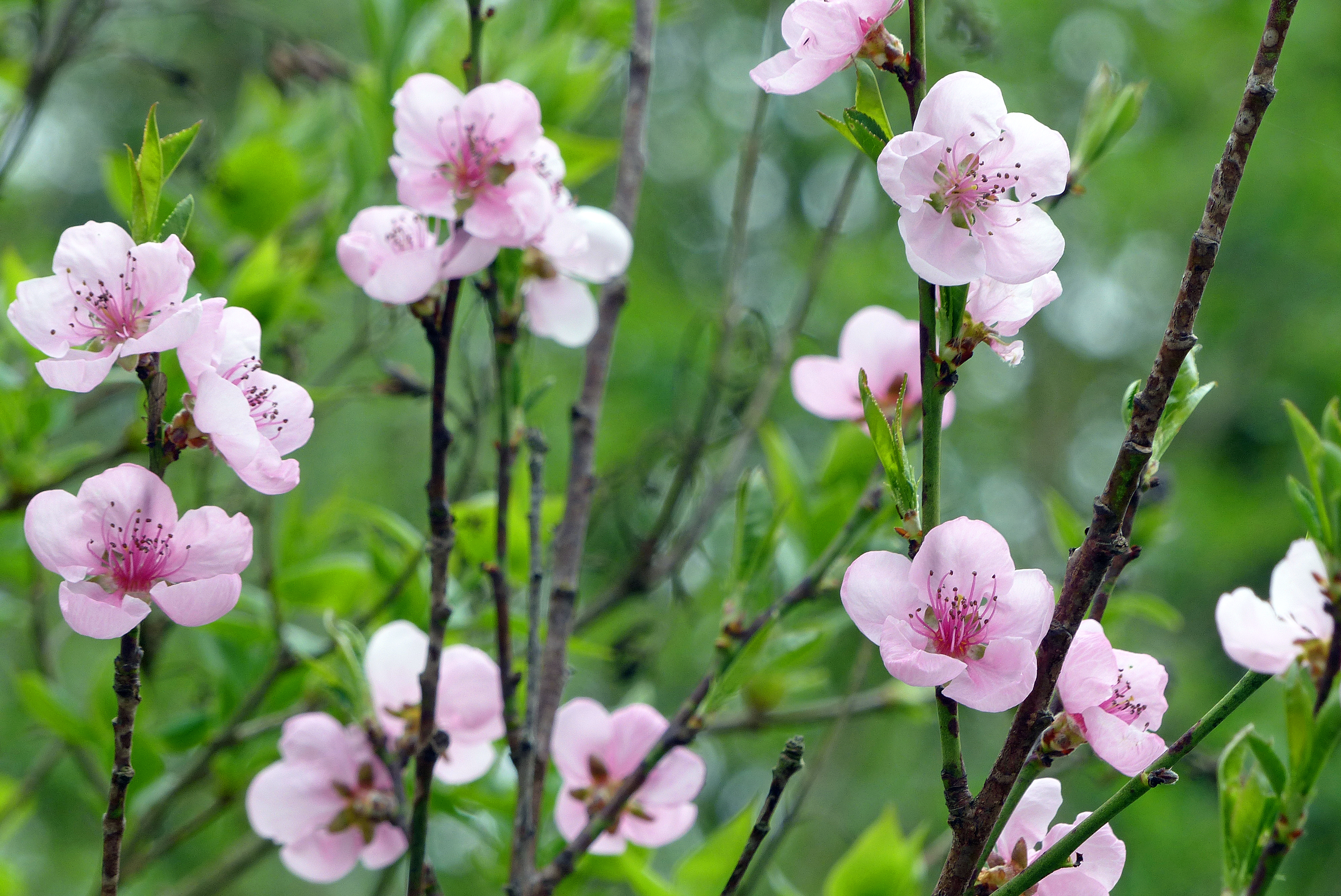 Pfirsich und Nektarine