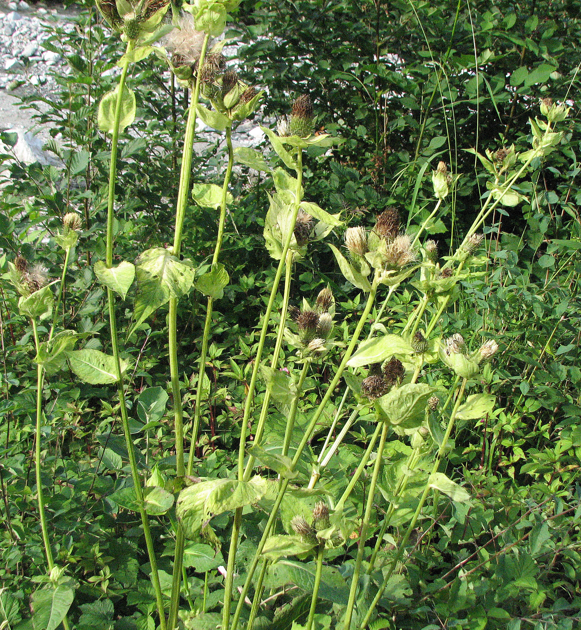 Kohlkratzdistel