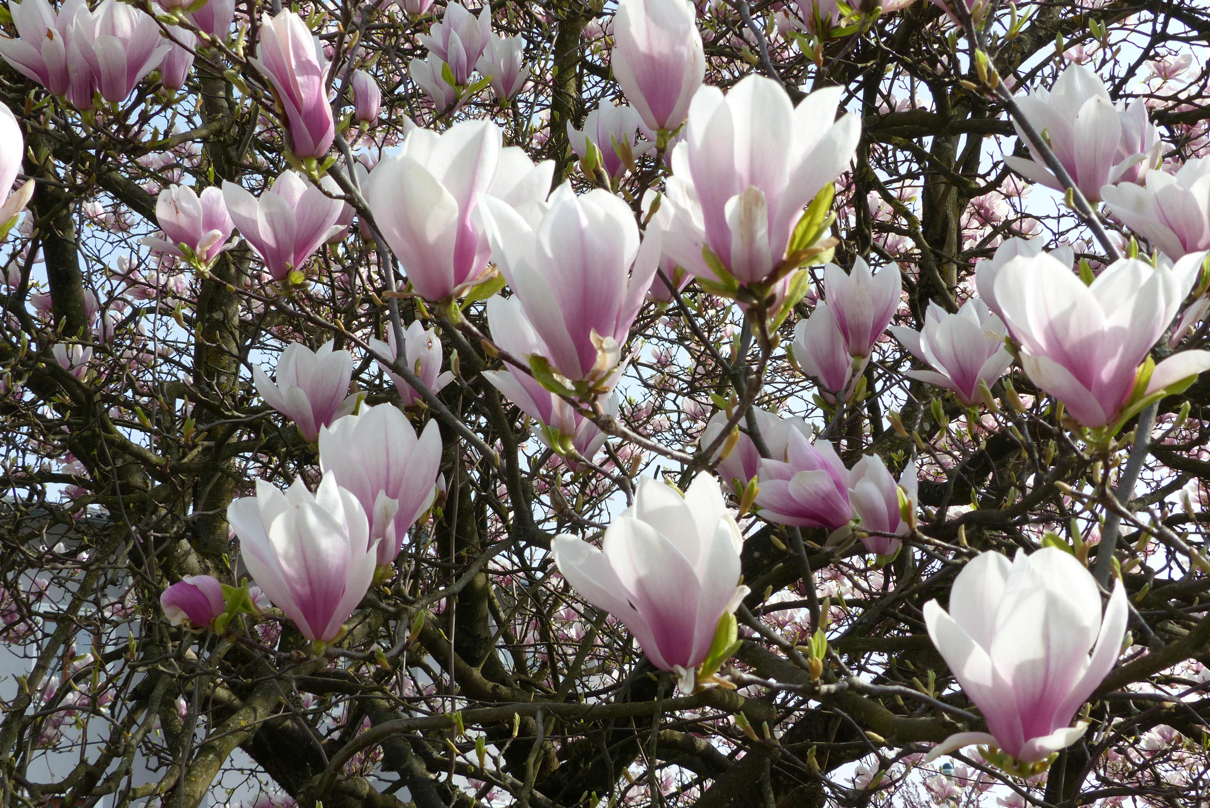 Tulpenmagnolie