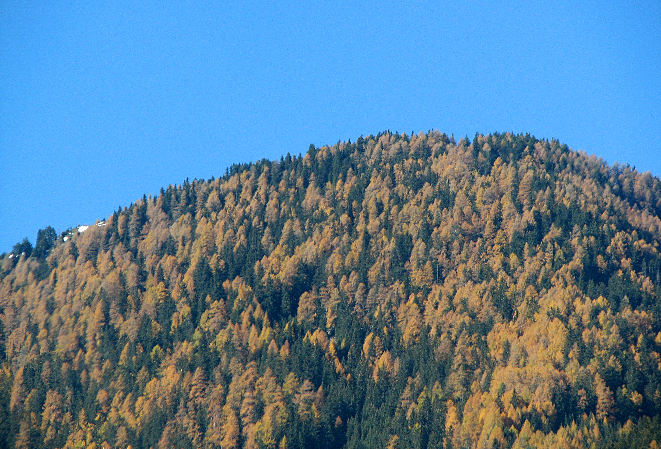 Europäische Lärche