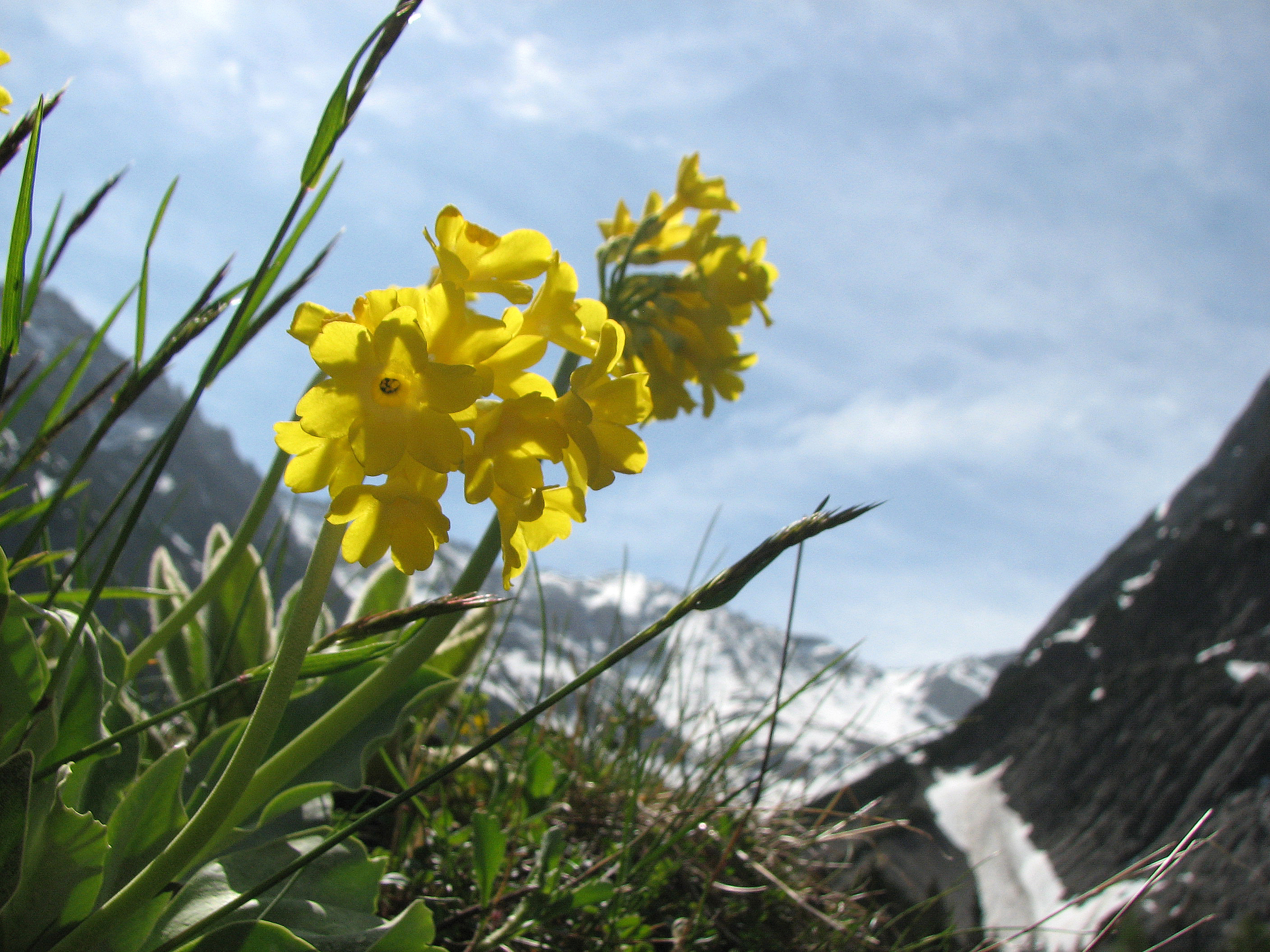 Alpenaurikel