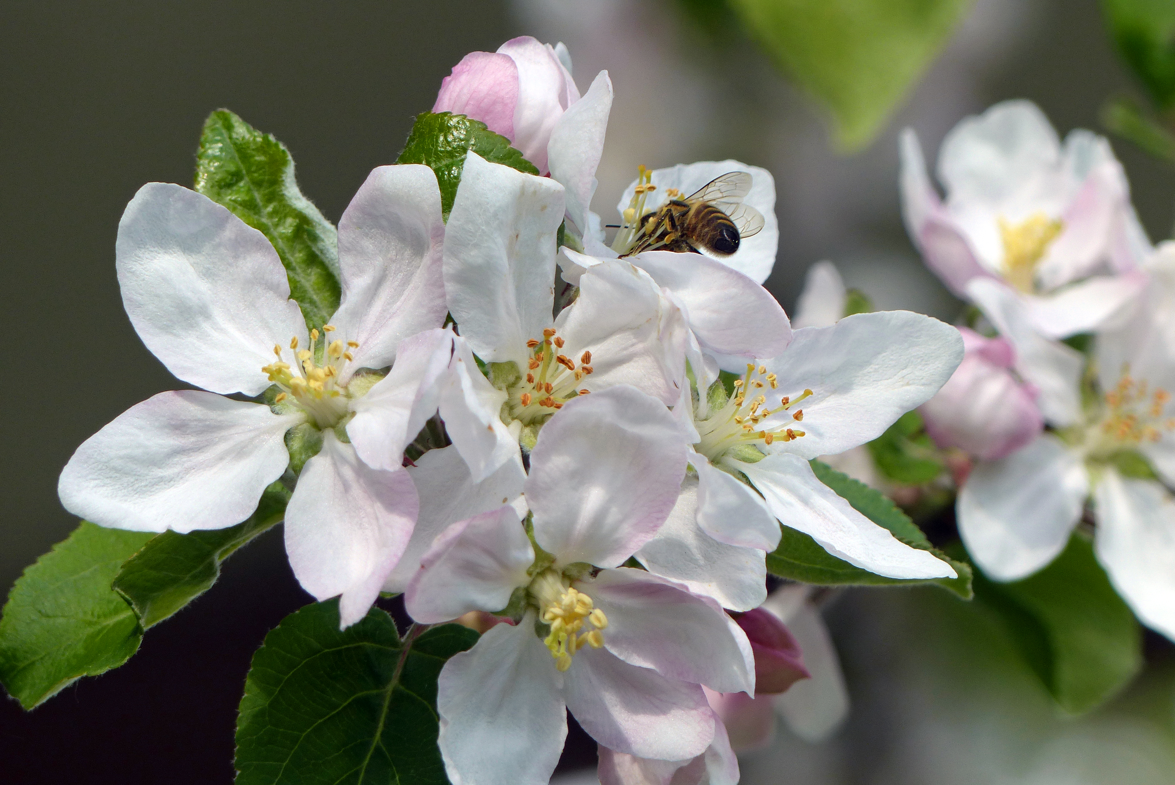 Apfel