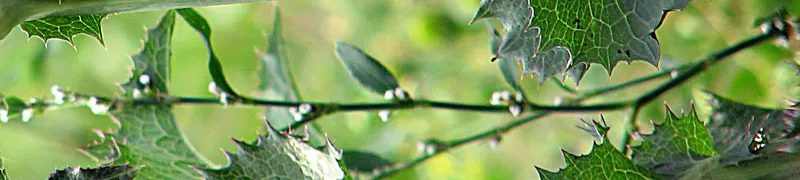 Vogelknöterich