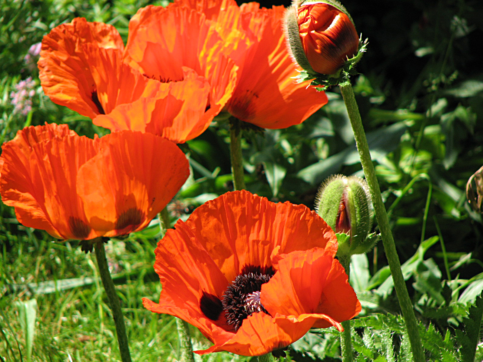 Türkischer Mohn