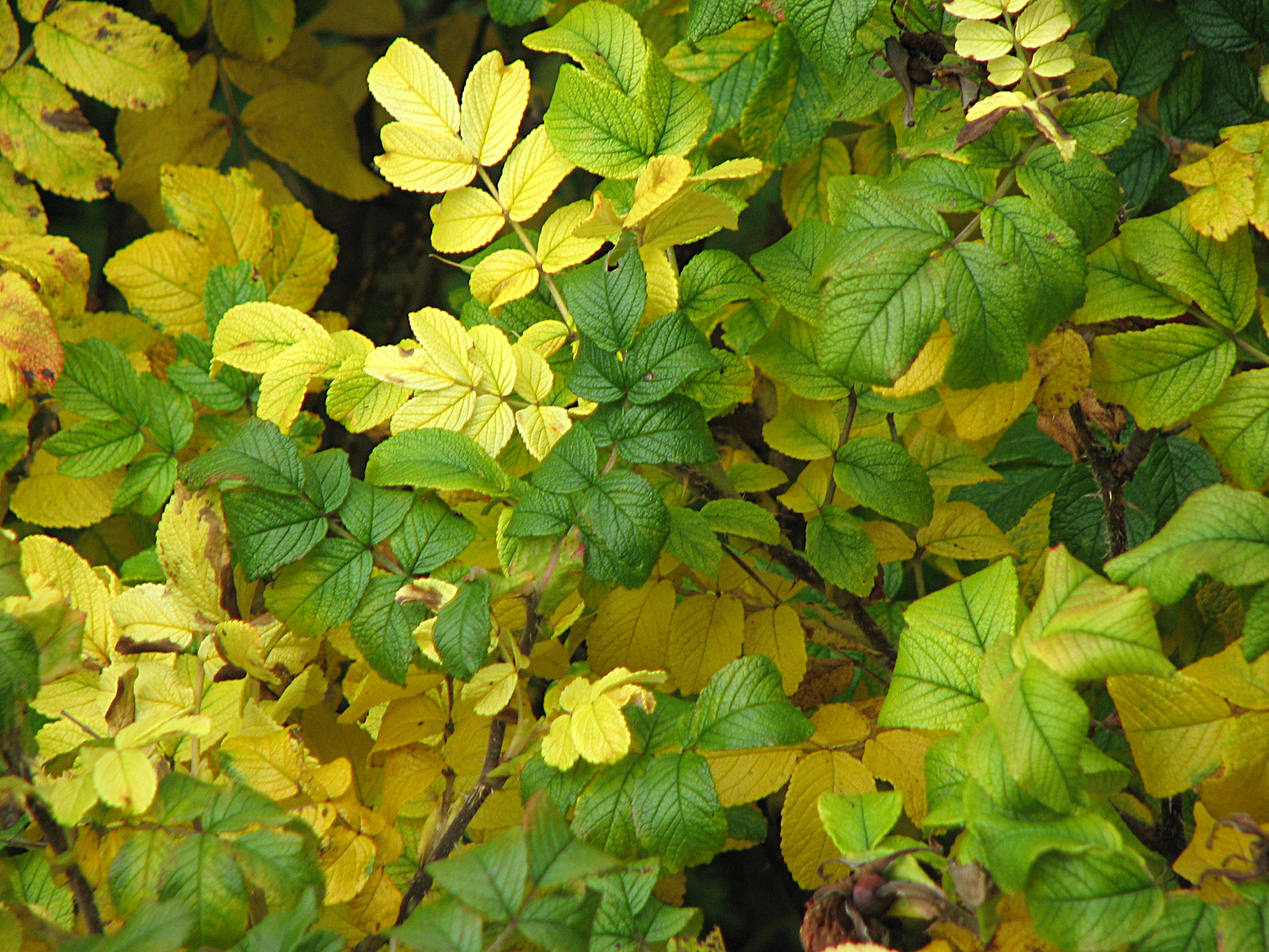 Kartoffelrose-Wildrose