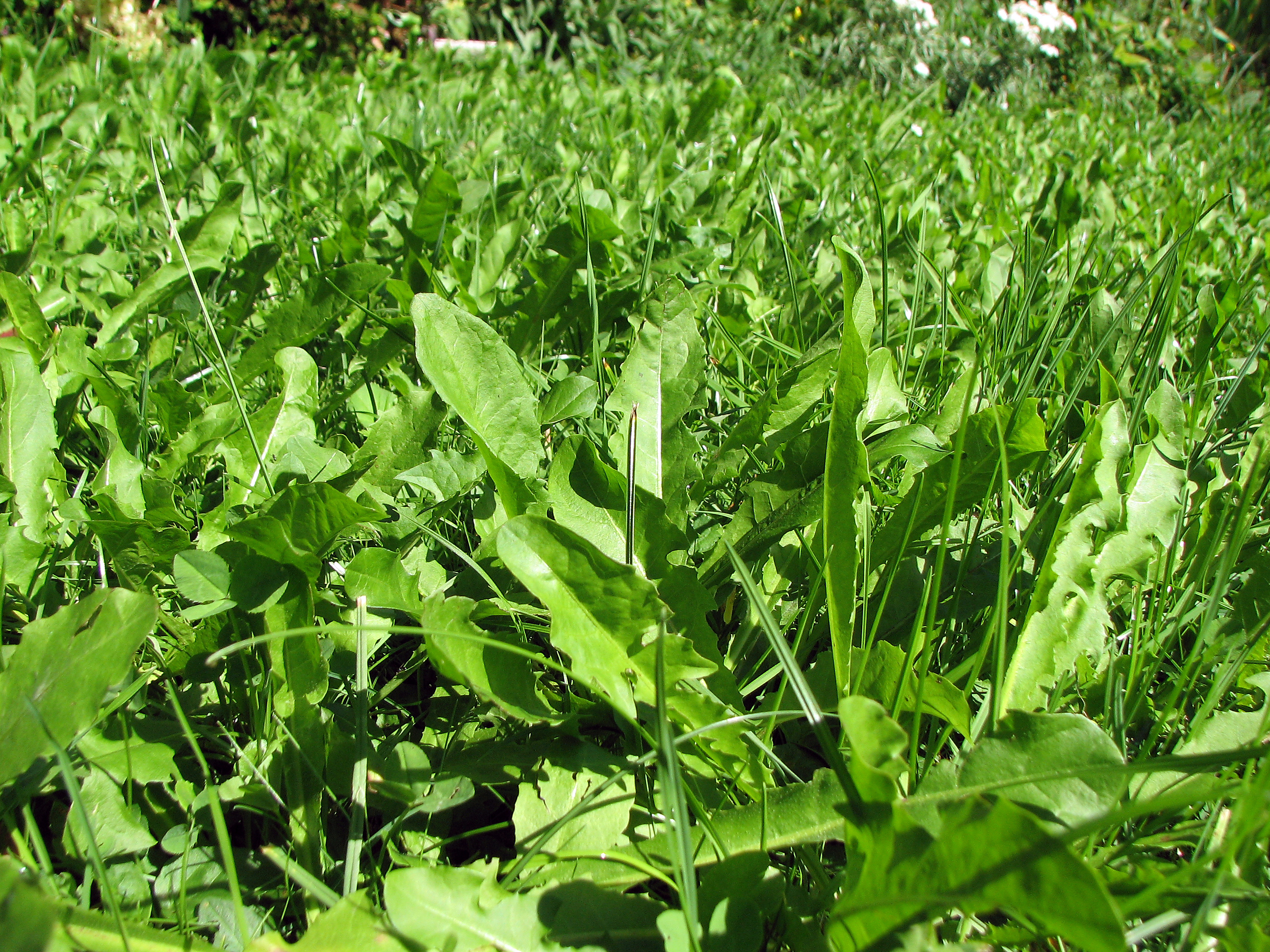 Gewöhnlicher Löwenzahn