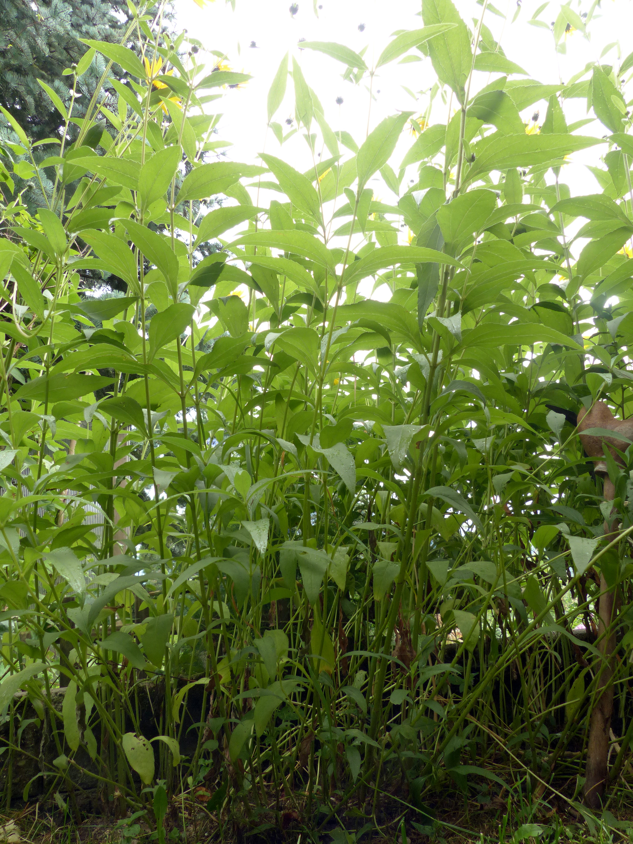 Armblütige Sonnenblume