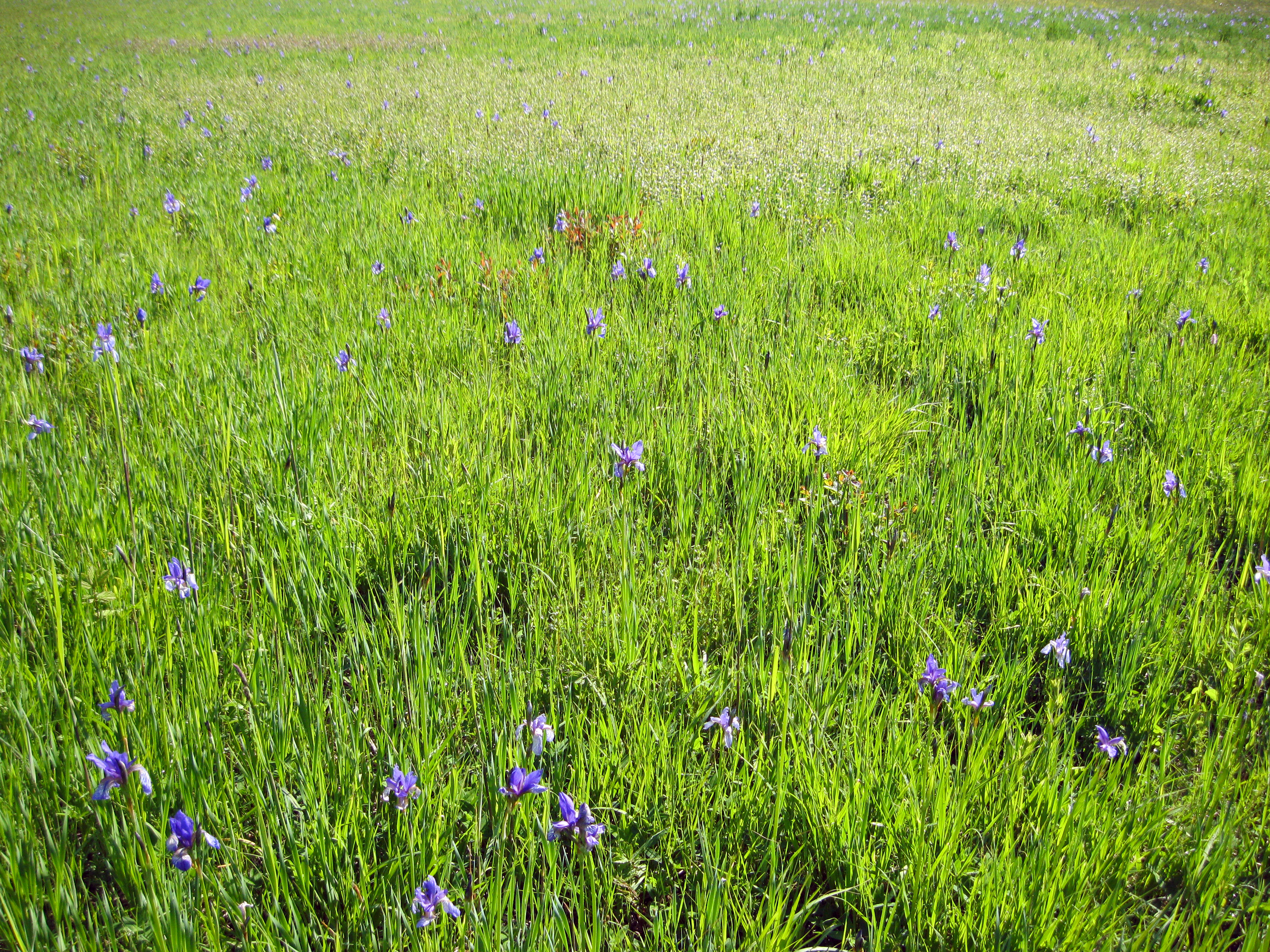 Sibirische Schwertlilie