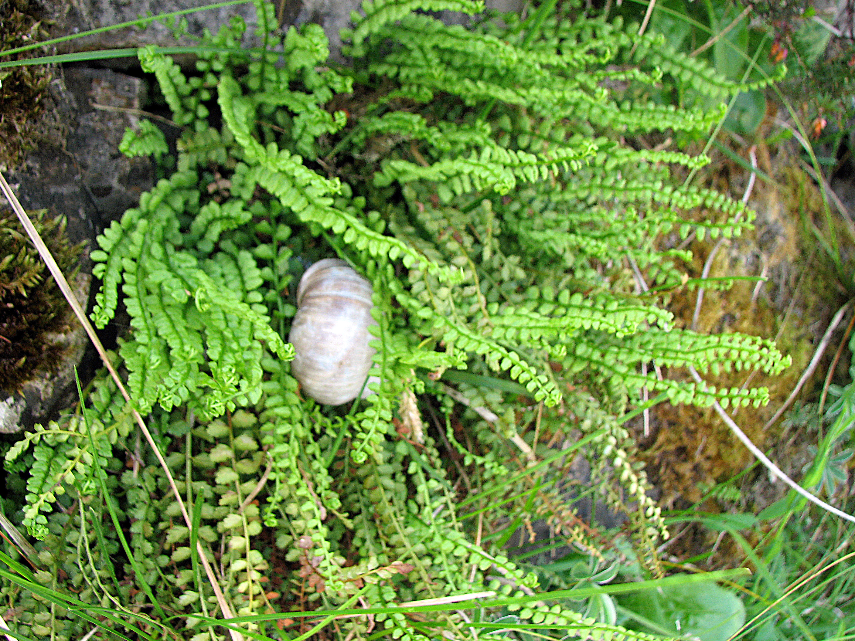 Grünstieliger Streifenfarn