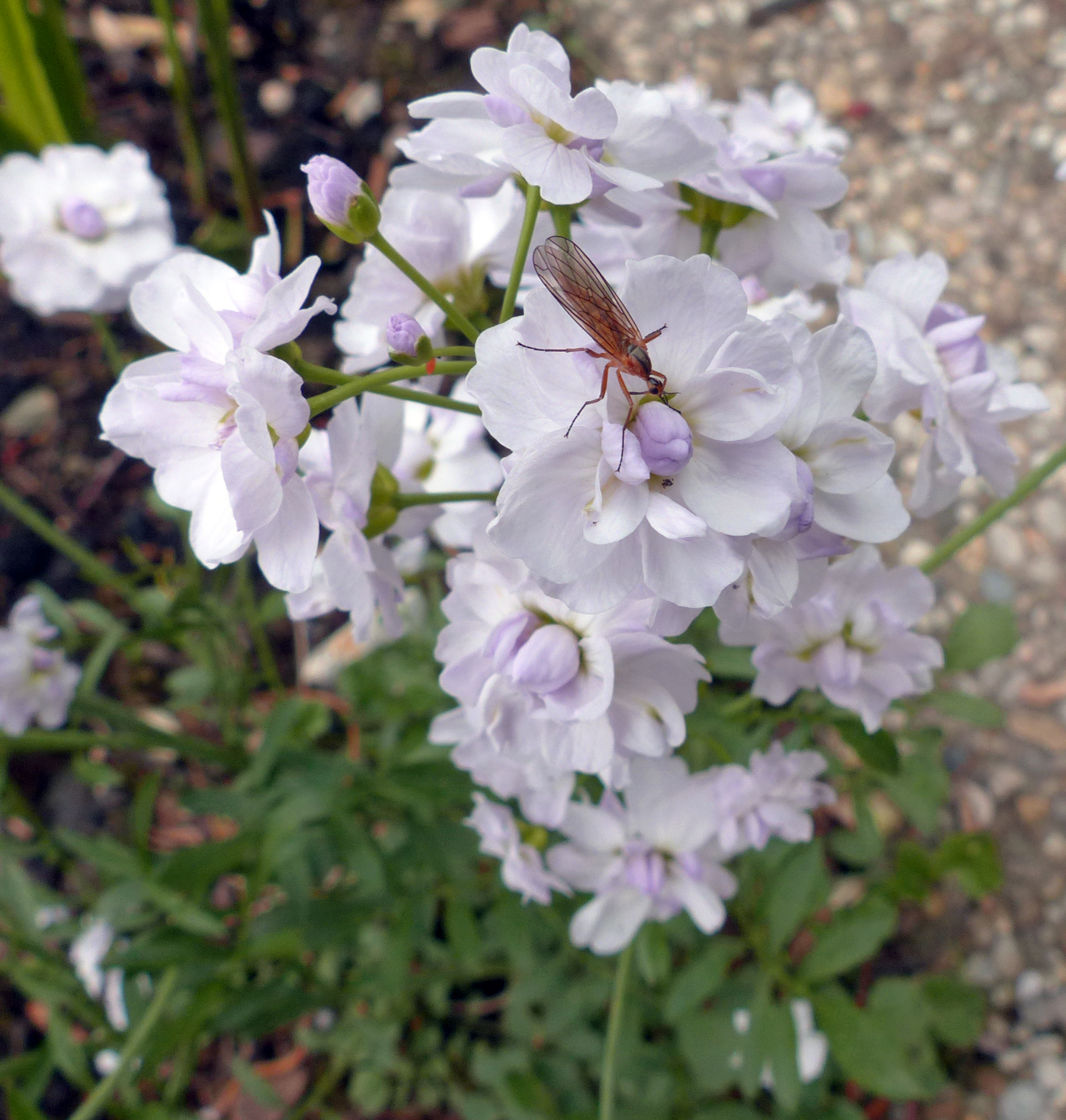 Wiesenschaumkraut