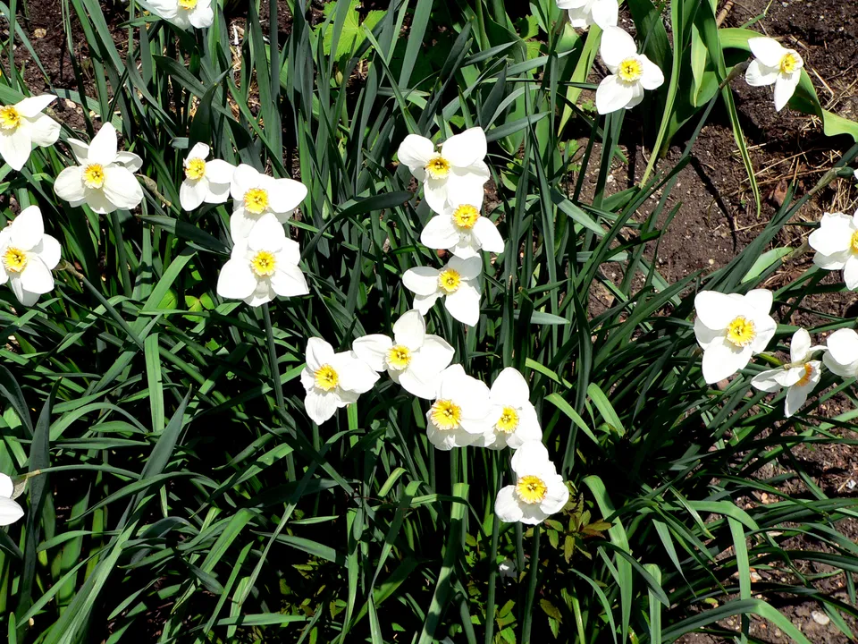 Dichternarzisse